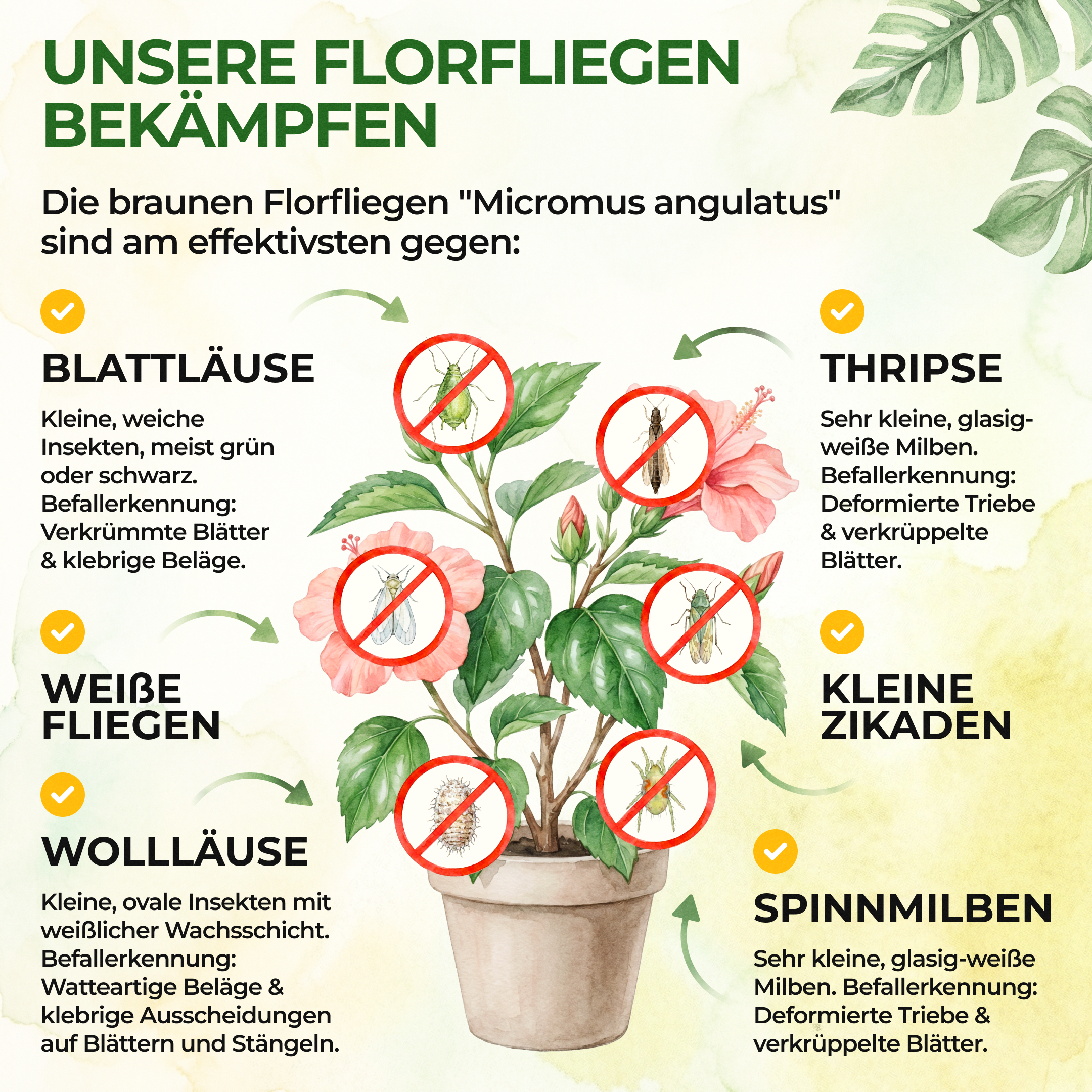 Braune Florfliegen gegen Blattläuse, Thripse, Spinnmilben und Co.