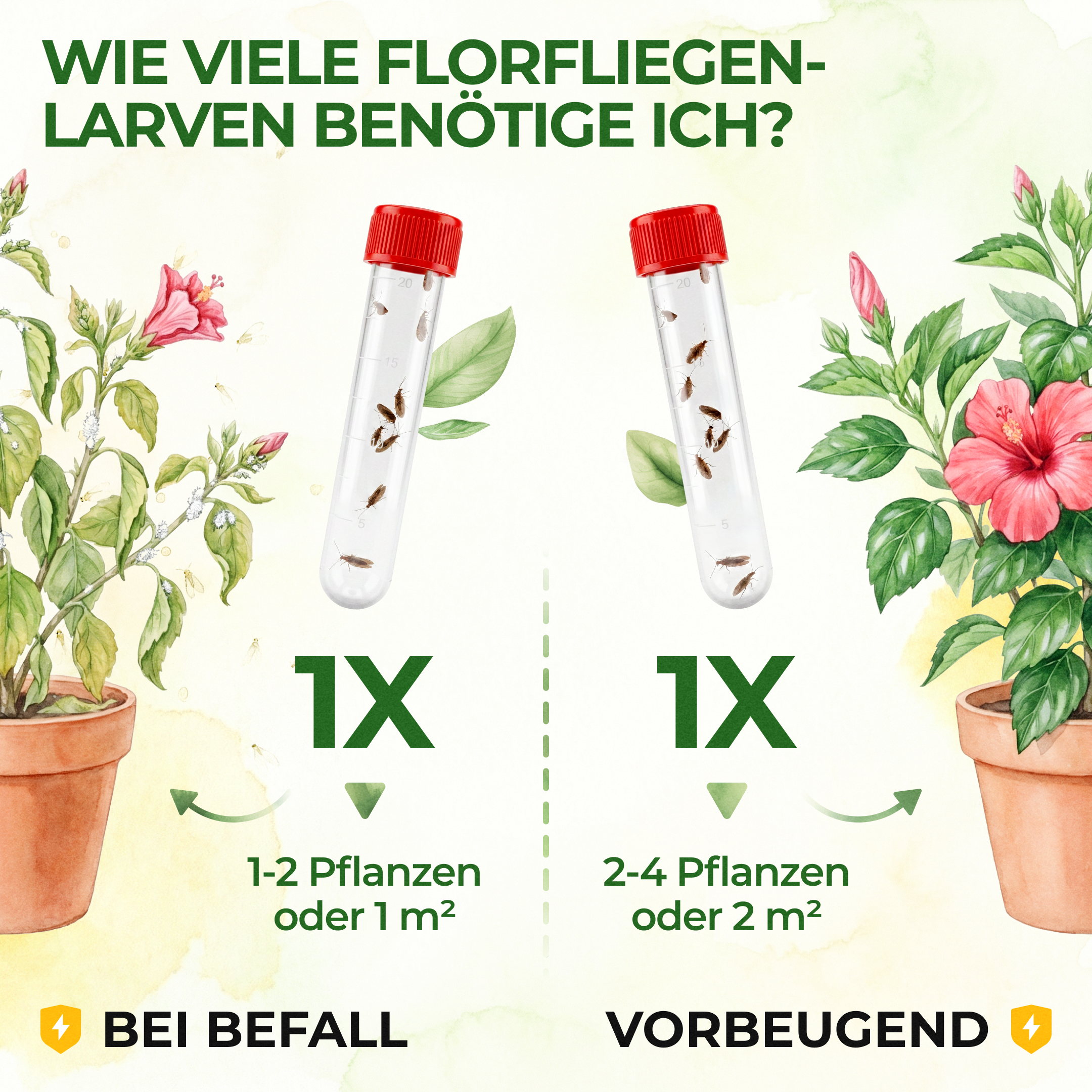 Braune Florfliegen gegen Blattläuse, Thripse, Spinnmilben und Co.