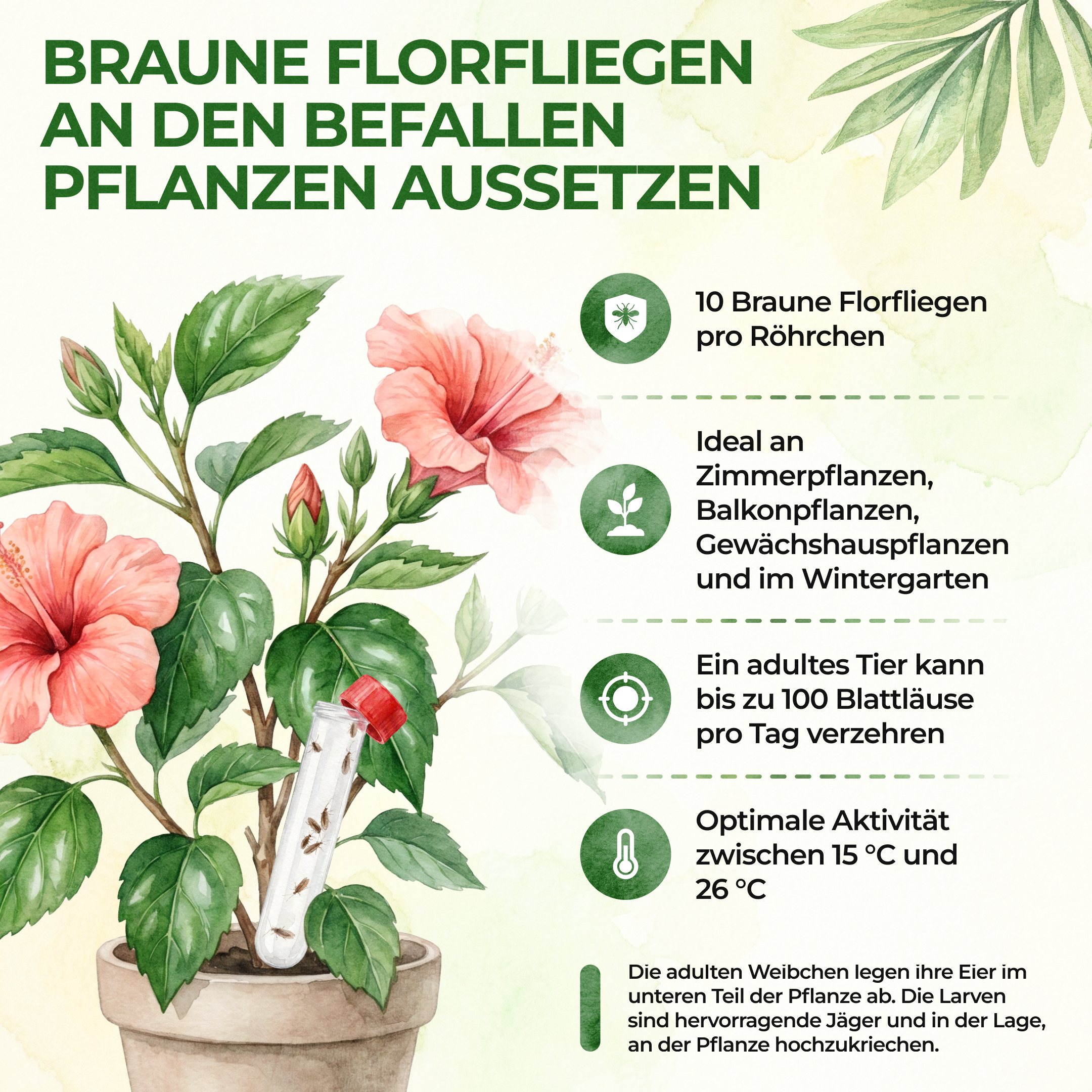 Braune Florfliegen gegen Blattläuse, Thripse, Spinnmilben und Co.