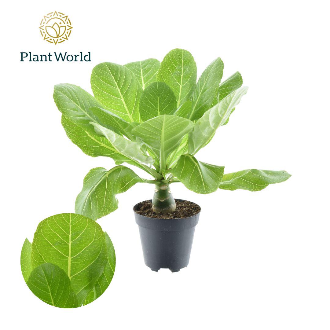 hawaii palme düngen Brighamia insignis 'Hawaii Palm' – Hawaii-Palme – 12 cm Topf, 37 cm ho
