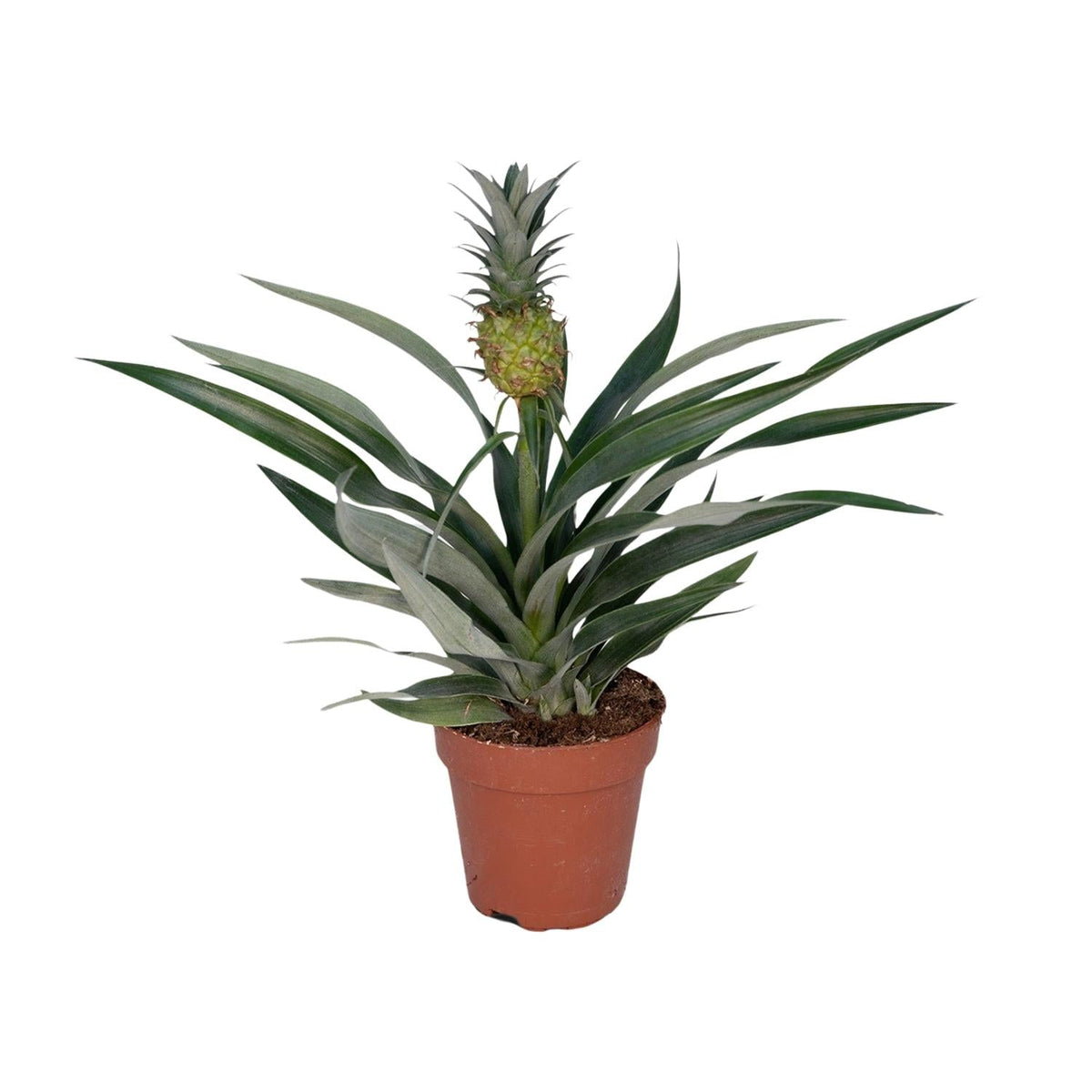 Bromelie ananasová – okrasný ananas – květináč 12 cm, výška 30 cm