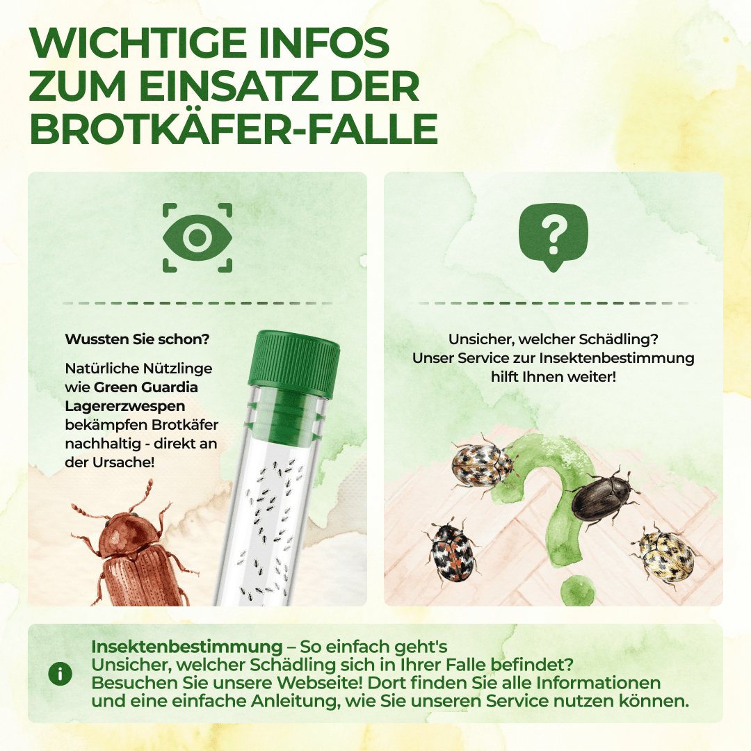Brotkäfer Falle - Green Guardia - Ihr Experte für Schädlinge und Pflanzen