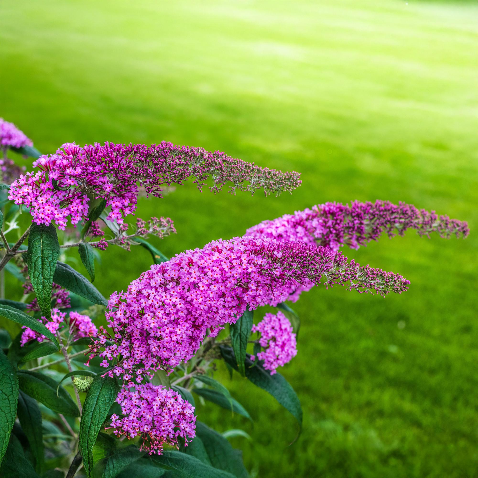 Buddleja davidii ‘Pink Delight’ – Schmetterlingsstrauch, laubabwerfend, 17 cm Topf, 25 cm - Green Guardia - Ihr Experte für Schädlinge und Pflanzen