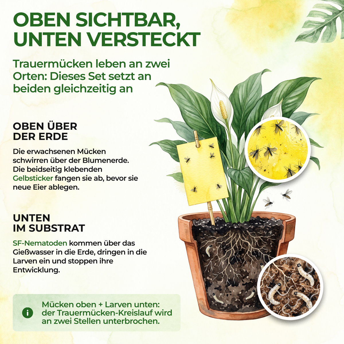 Fungus Gnat-Free Set