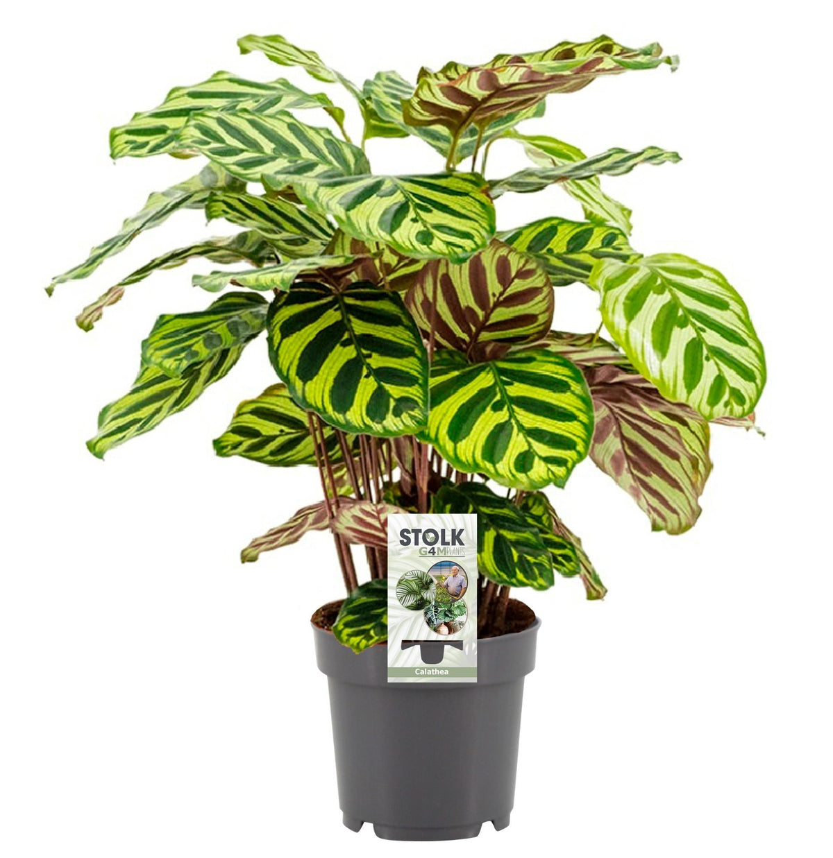 Calathea makoyana – Korbmarante – 14 cm Topf, 45 cm hoch