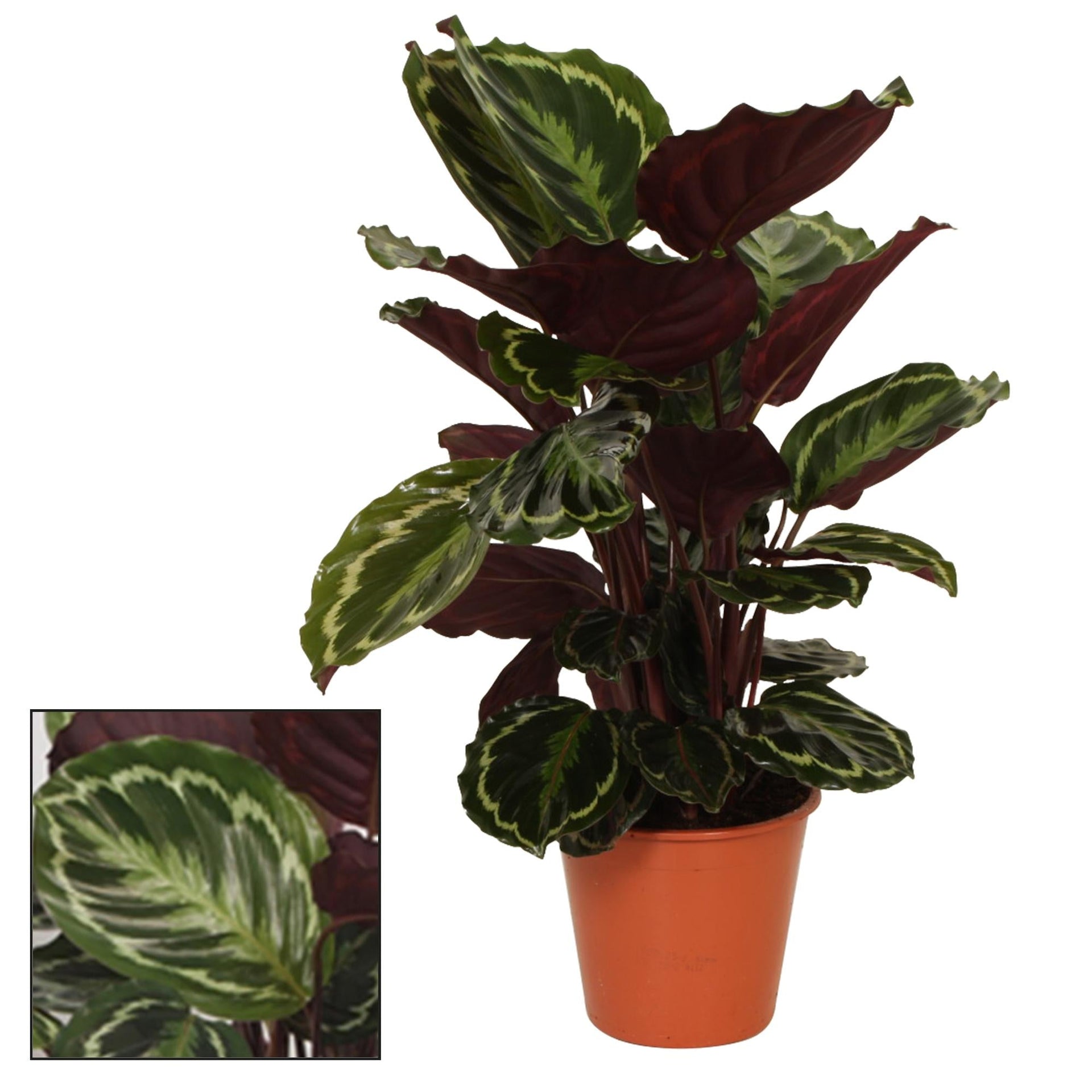 drachenbaum groß Drachenbaum Riki kaufen main image 1