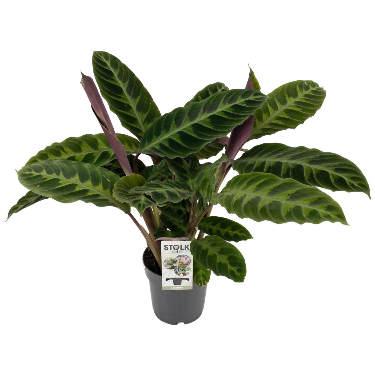 Calathea Warscewiczii – Samt-Korbmarante