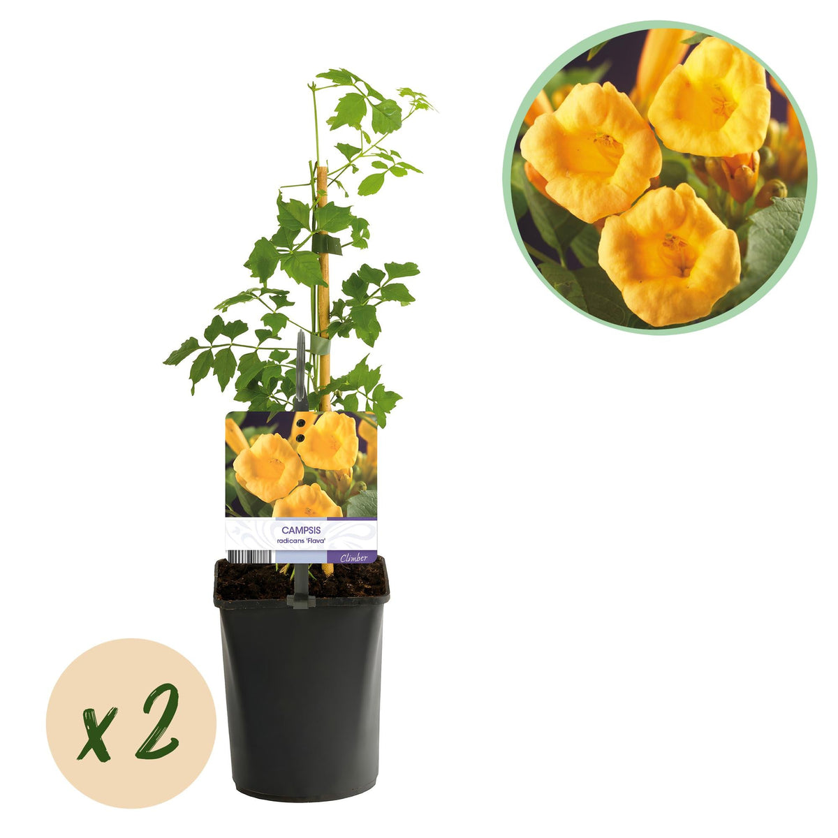 Campsis radicans 'Flava' – gelb blühende Trompetenblume, 2 Stück, 11-c
