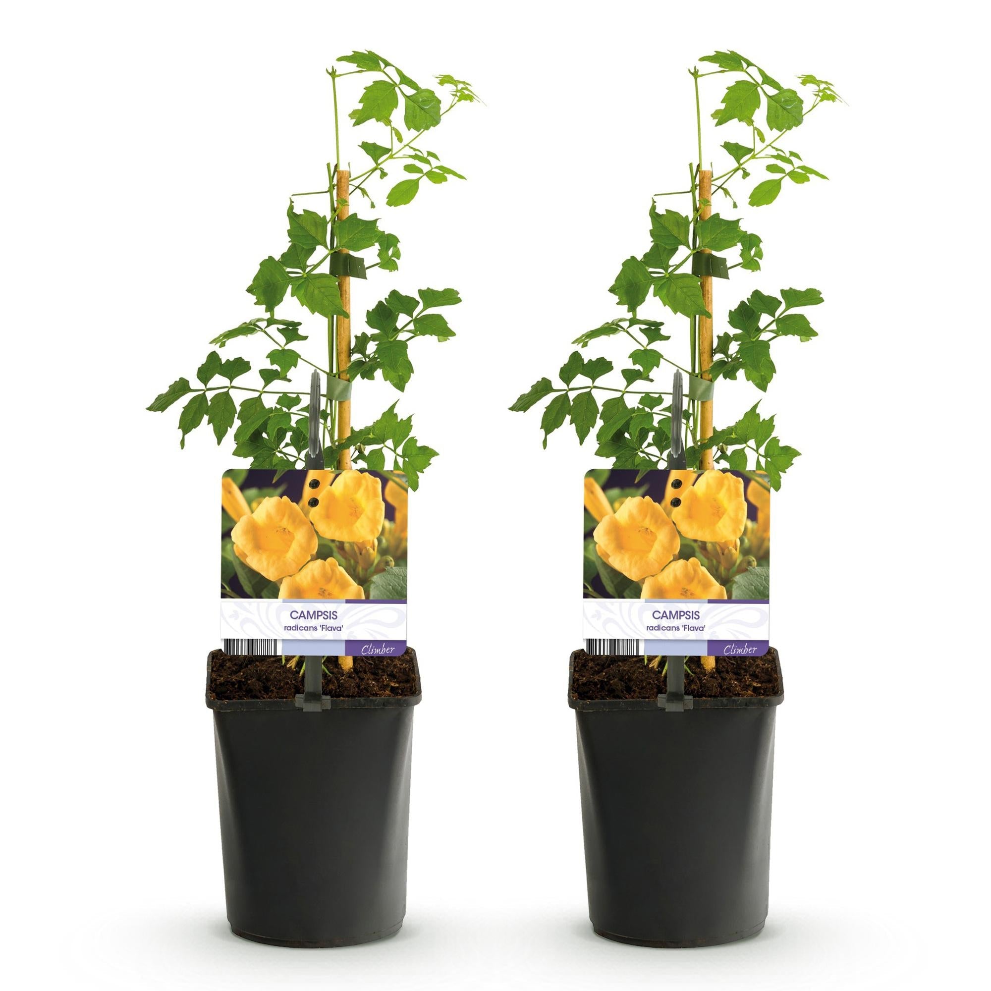 Campsis radicans ‘Flava’ – gelb blühende Trompetenblume, 2 Stück, 11 - cm Topf, 40 cm Höhe - Green Guardia - Ihr Experte für Schädlinge und Pflanzen