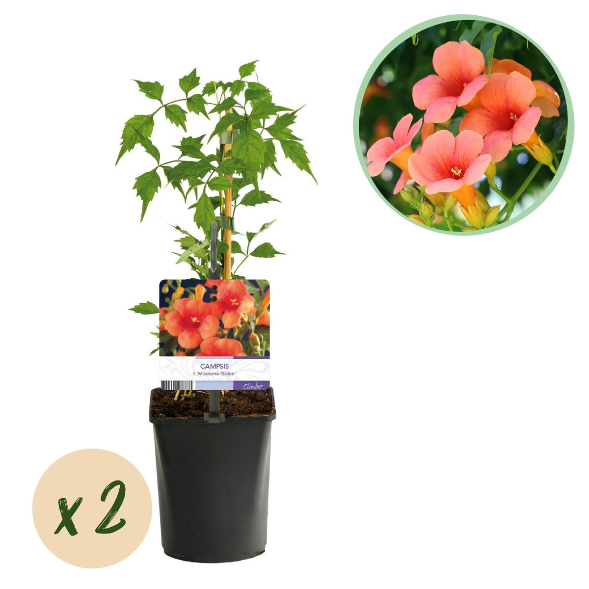 Campsis radicans 'Madame Galen' – Trompetenblume, orange blühend, 2 Pf