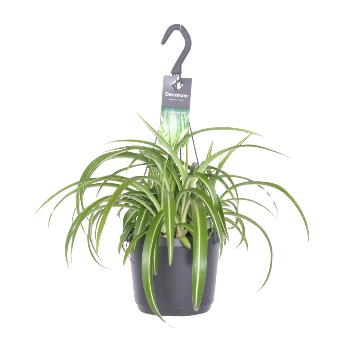 Chlorophytum Comosum 'Bonnie' – Grünlilie
