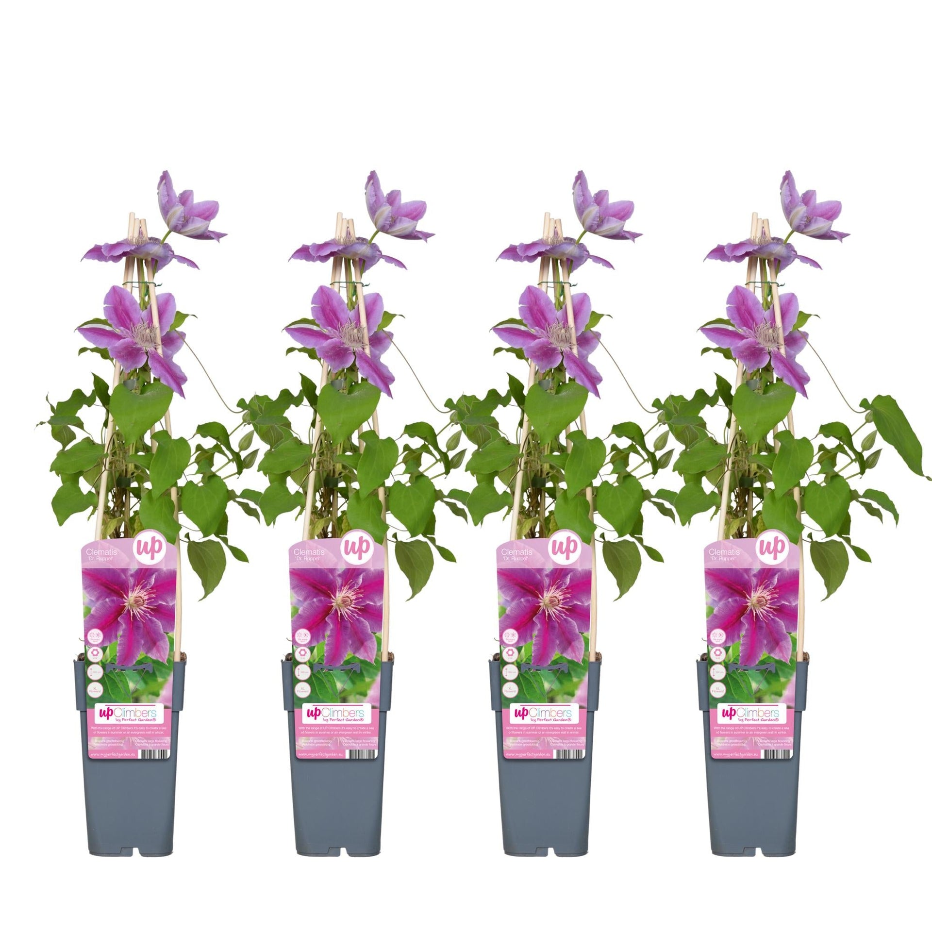 Clematis 'Dr. Ruppel' – letní popínavá rostlina, květináč 15 cm, výška