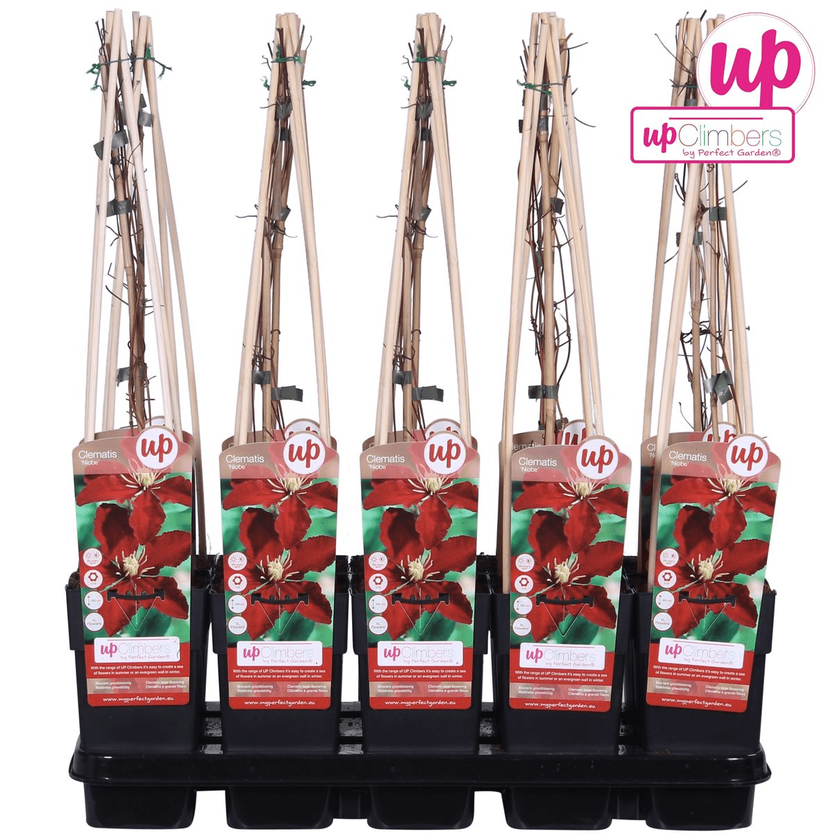 Clematis ‘Niobe’ – großblütige, sommerblühende Sorte, 15 cm Topf, 65 cm Höhe - Green Guardia - Ihr Experte für Schädlinge und Pflanzen