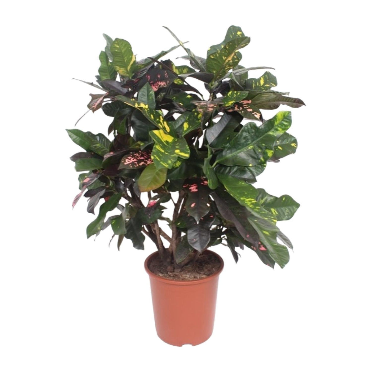 Codiaeum 'Magnificent' (Croton Magnificent) – Wunderstrauch – 27 cm To