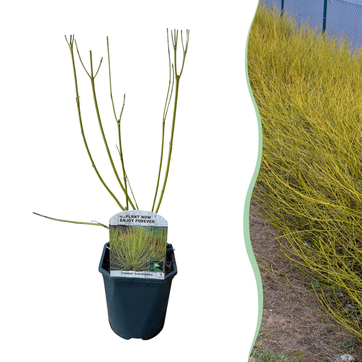 Cornus alba 'Flaviramea' – 1 Pflanze, grüne Zweige, Topf 17 cm, 45 cm