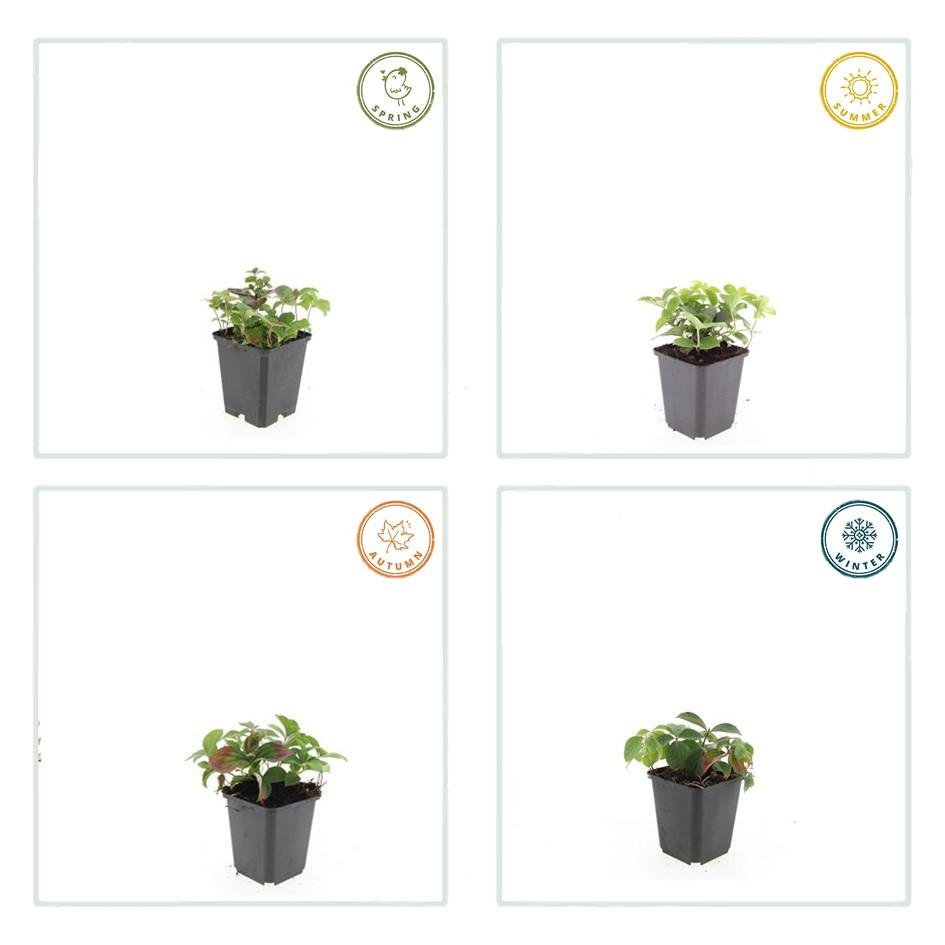 Cornus canadensis – Bodendeckender Hartriegel, 9 cm Topf, 10–25 cm - Green Guardia - Ihr Experte für Schädlinge und Pflanzen