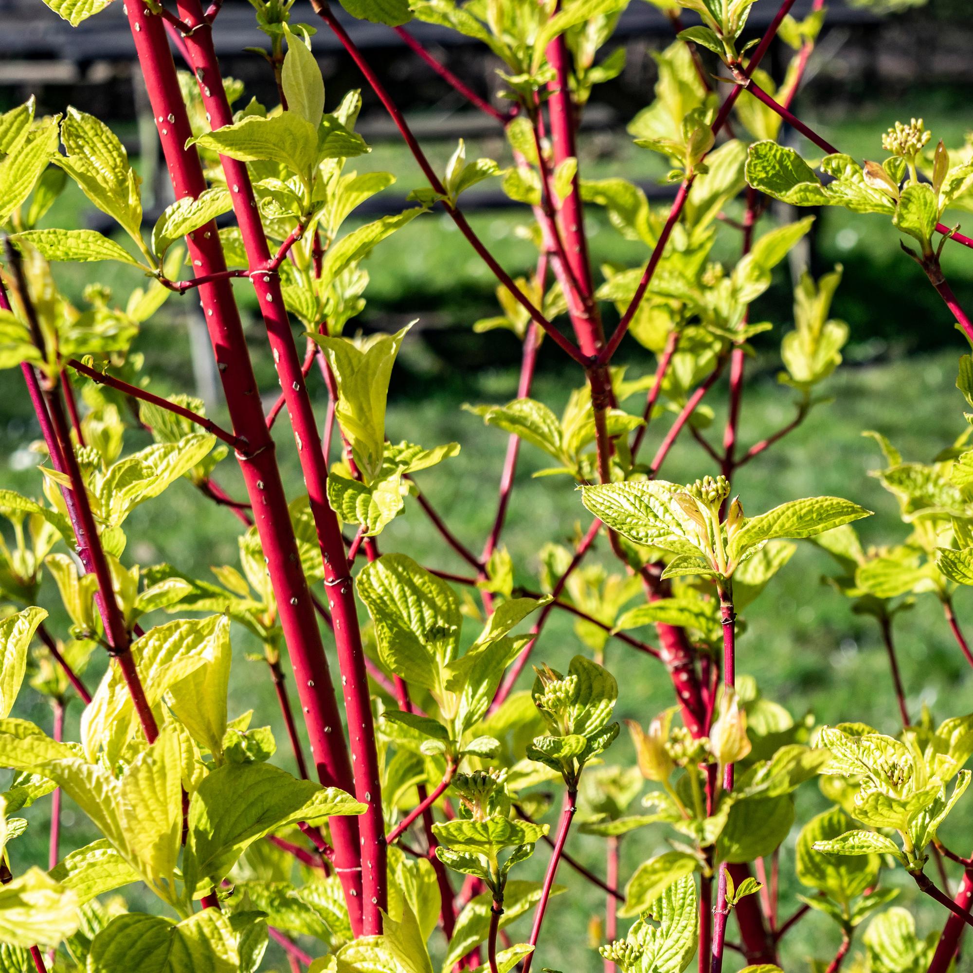 Cornus sibirica – laubabwerfender Zierstrauch, rote Zweige, 17 cm Topf, 45 cm - Green Guardia - Ihr Experte für Schädlinge und Pflanzen