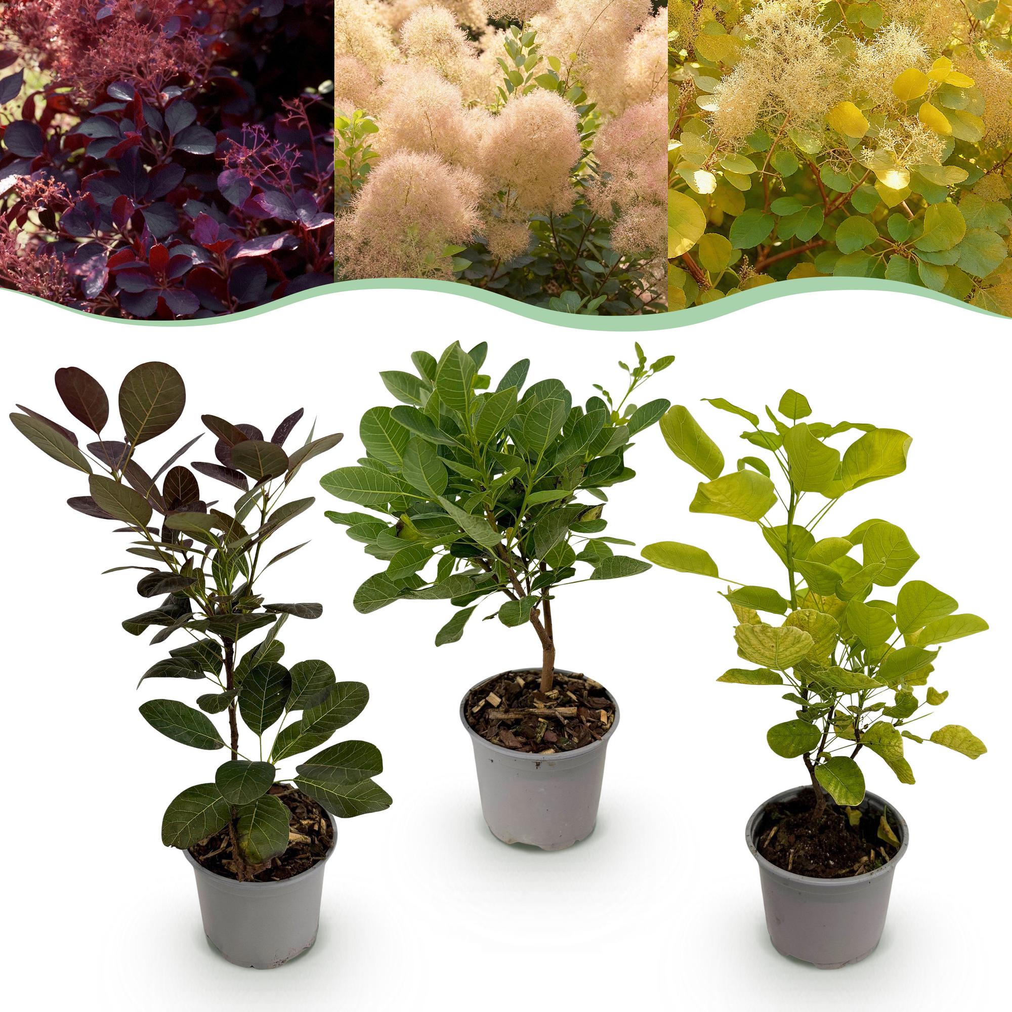 Cotinus coggyria ‘Tricolour’ – laubabwerfend & pflegeleicht – lila - grün - gelb – 12 cm Topf, ca. 35 cm hoch - Green Guardia - Ihr Experte für Schädlinge und Pflanzen
