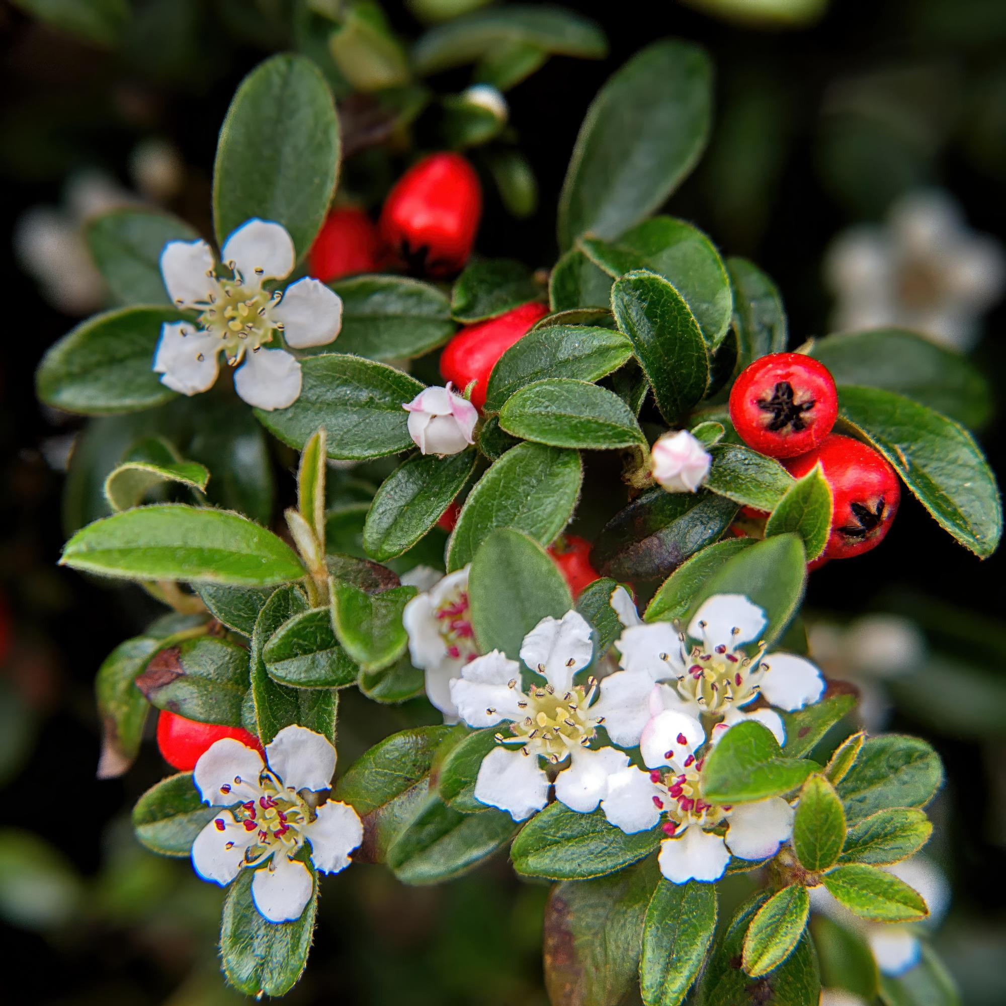 Cotoneaster dammeri – niedrig wachsend, 9 cm Topf, 10–25 cm Höhe - Green Guardia - Ihr Experte für Schädlinge und Pflanzen