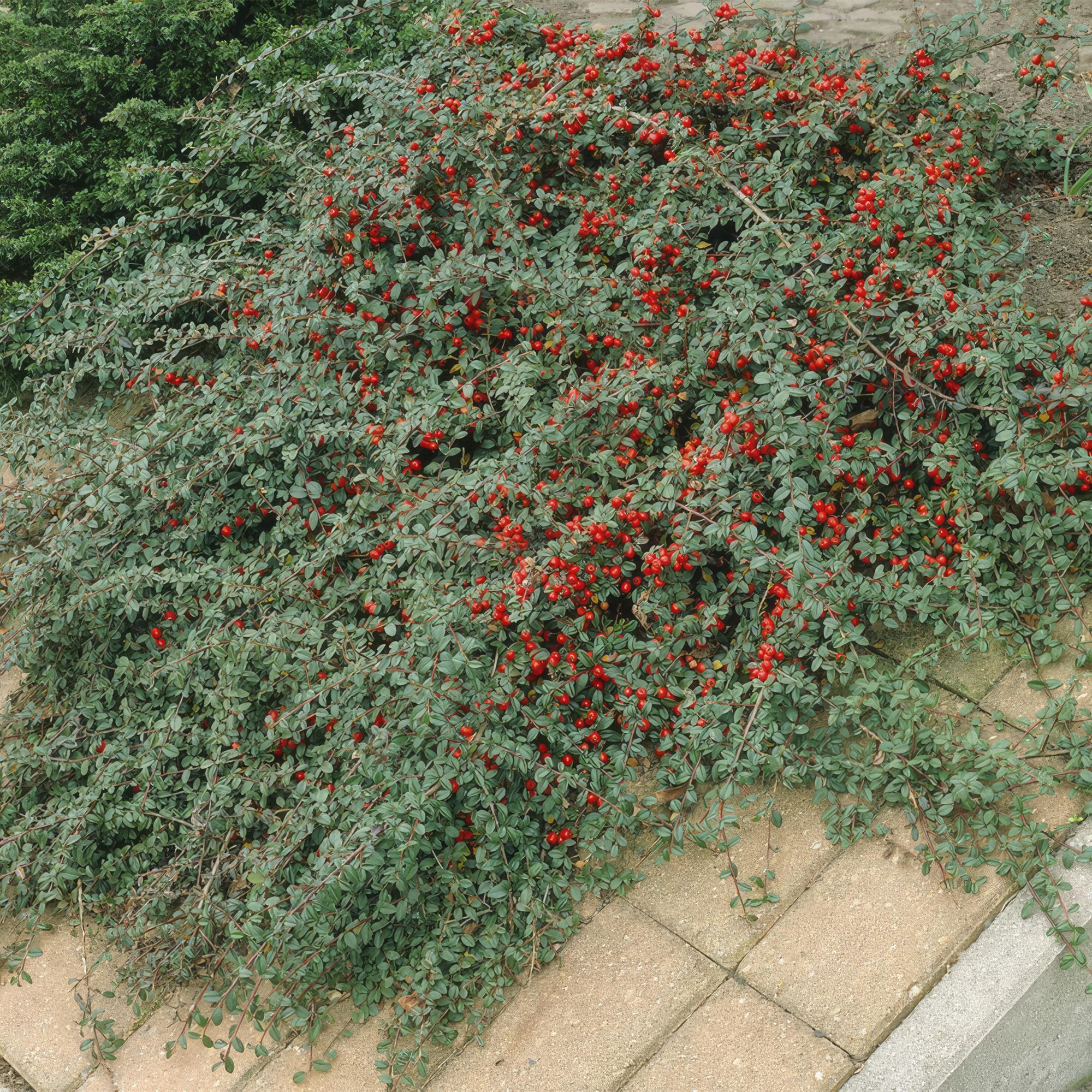 Cotoneaster dammeri – niedrig wachsend, 9 cm Topf, 10–25 cm Höhe - Green Guardia - Ihr Experte für Schädlinge und Pflanzen