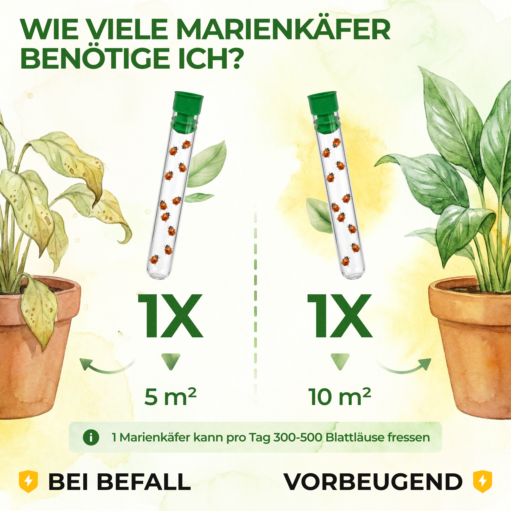 Australischer Marienkäfer gegen Wollläuse, Schmierläuse & Blattläuse