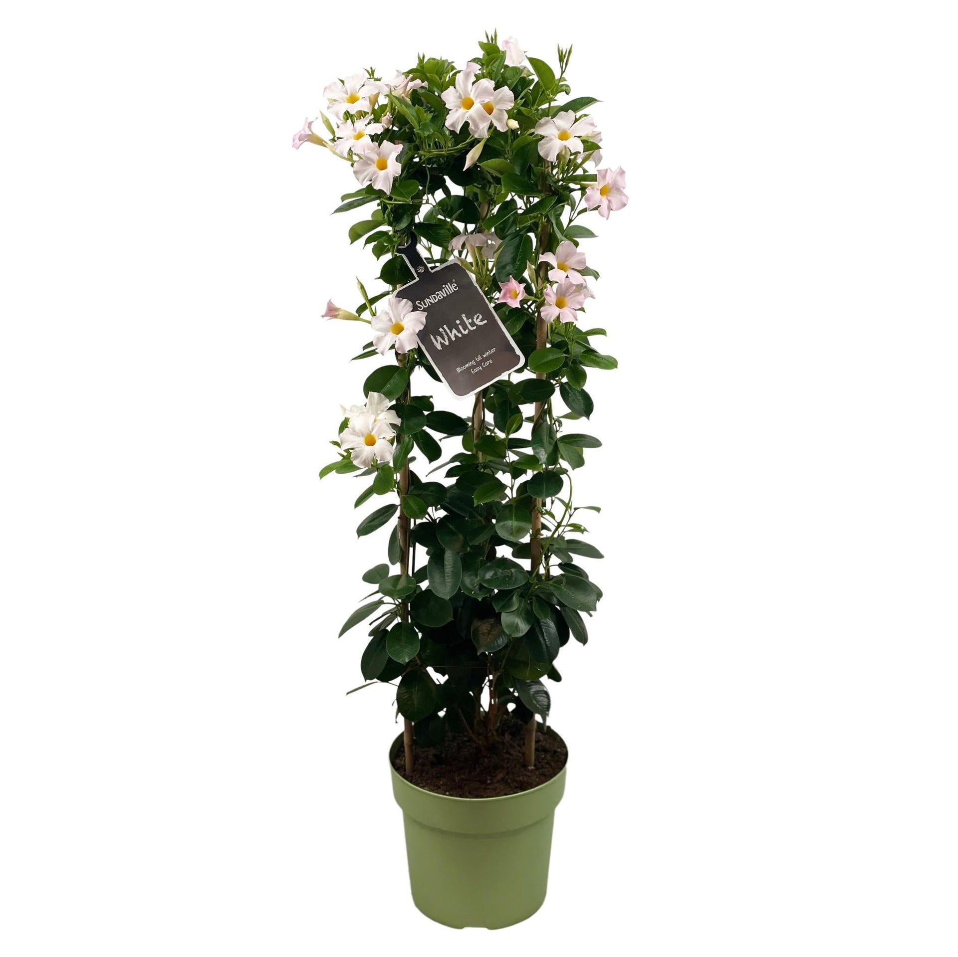 Dipladenia Sundaville White (Mandevilla)  5595 cm