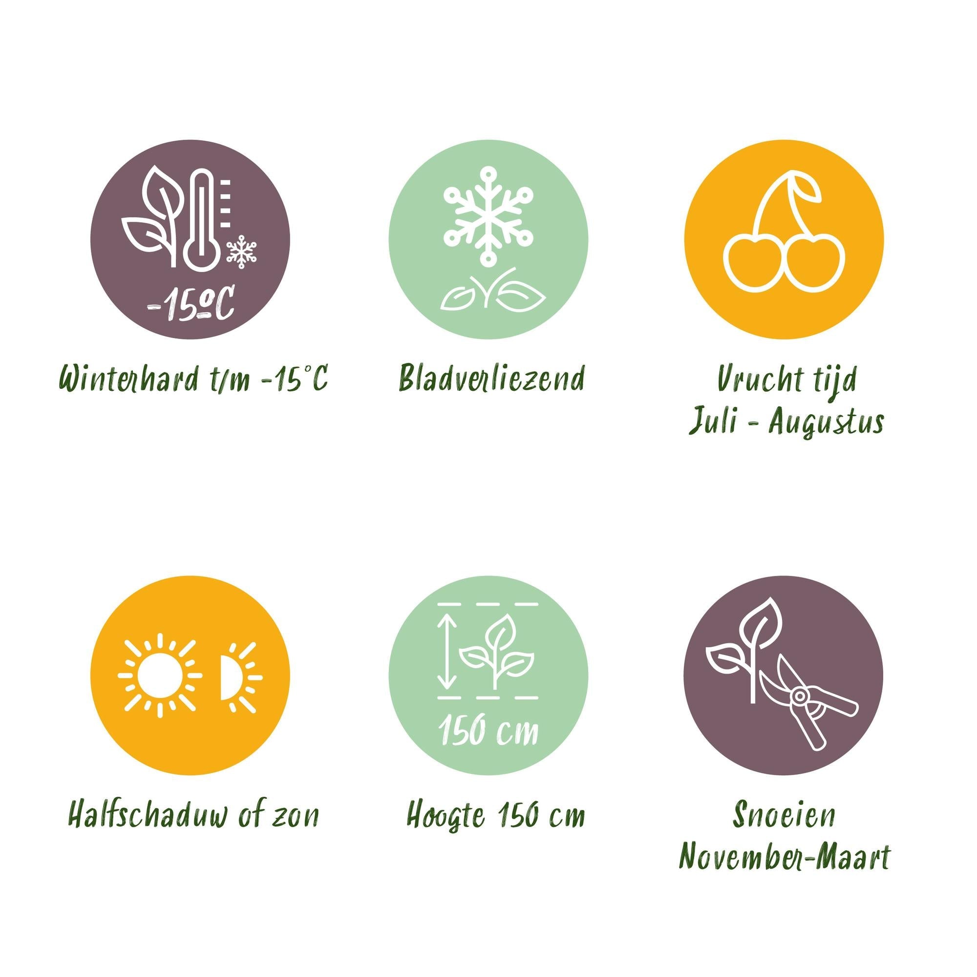 Dornenlose Brombeere „Triple Crown“ – 2 Pflanzen, 11 cm Topf, ca. 40 cm - Green Guardia - Ihr Experte für Schädlinge und Pflanzen