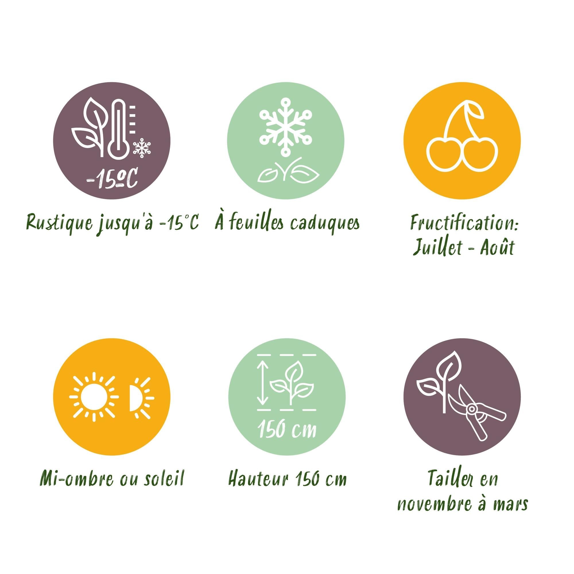 Dornenlose Brombeere „Triple Crown“ – 2 Pflanzen, 11 cm Topf, ca. 40 cm - Green Guardia - Ihr Experte für Schädlinge und Pflanzen