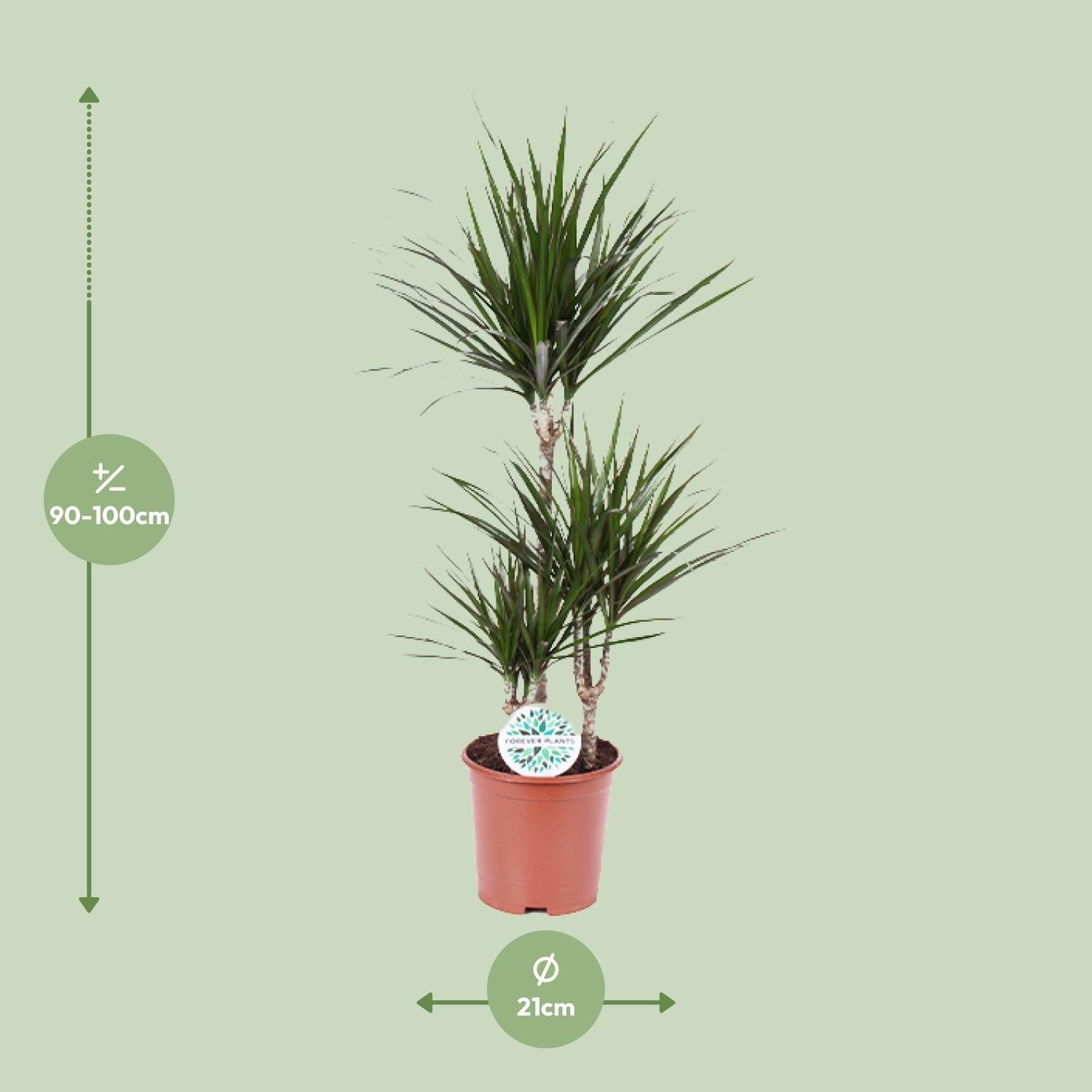 Drachenbaum (Dracaena marginata) – 55–130 cm