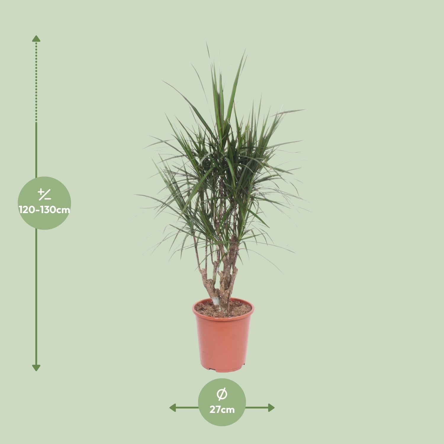 drachenbaum dracaena Drachenbaum (Dracaena marginata) – 55–130 cm