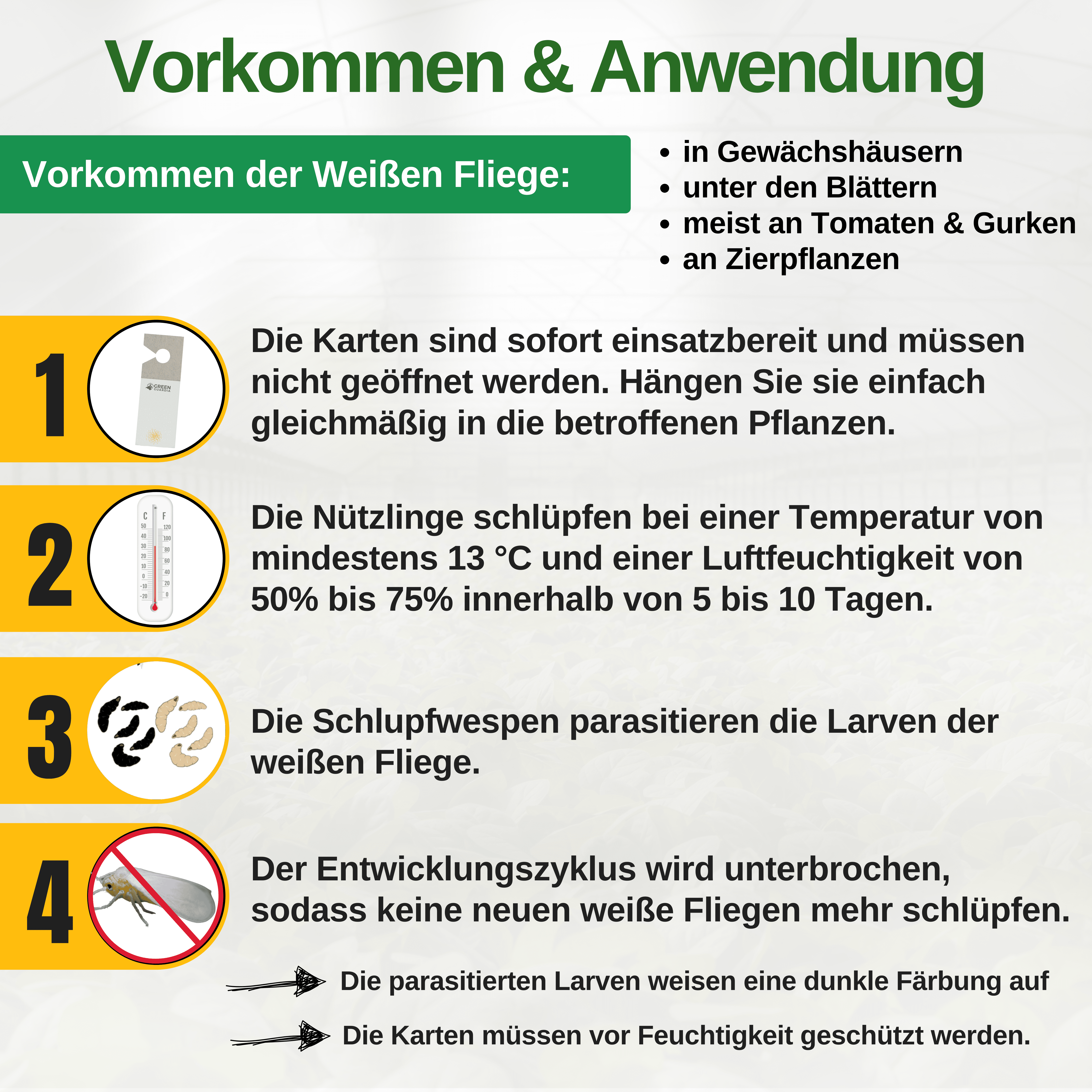 Encarsia - Schlupfwespen gegen Weiße Fliegen - Green Guardia - Ihr Experte für Schädlinge und Pflanzen