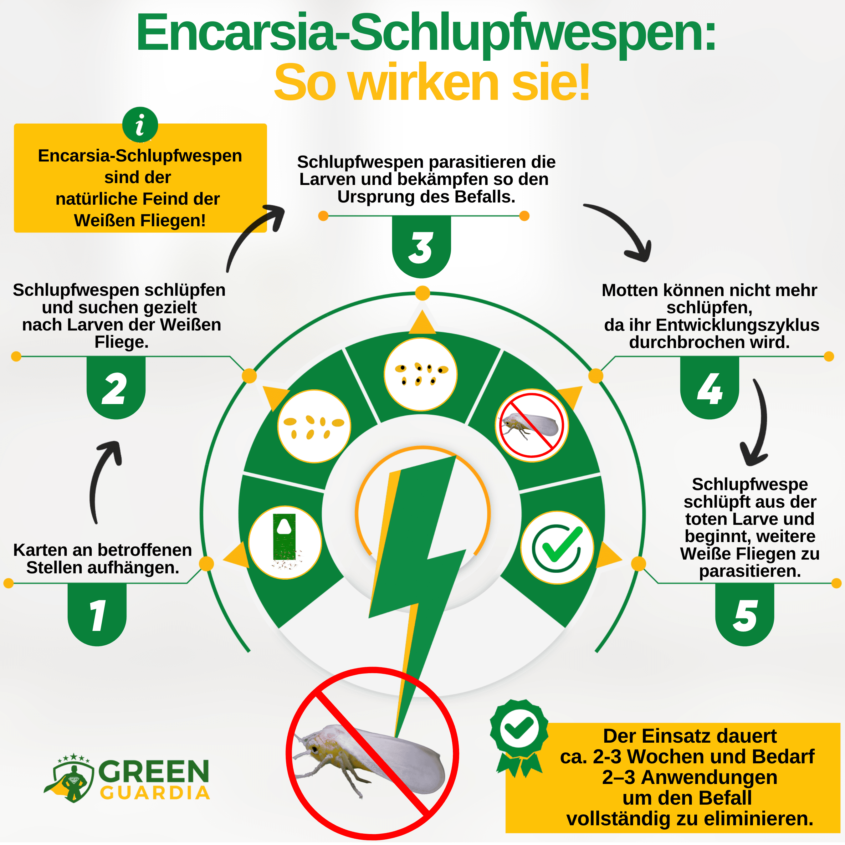 Encarsia - Schlupfwespen gegen Weiße Fliegen - Green Guardia - Ihr Experte für Schädlinge und Pflanzen