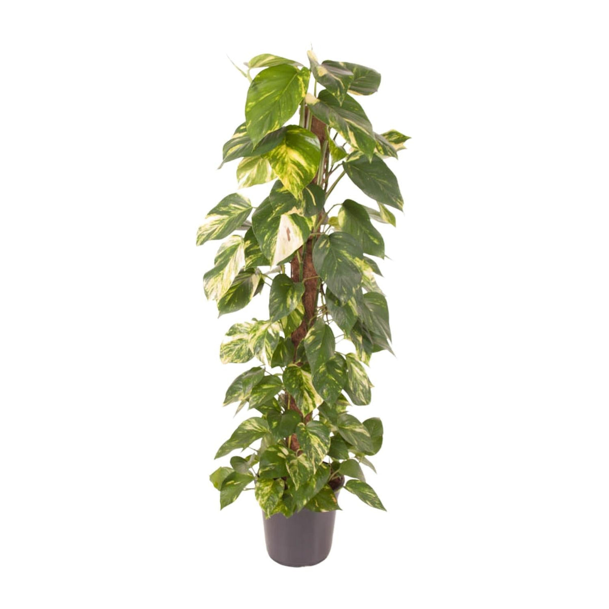 Epipremnum pinnatum – Efeutute – 24 cm Topf, 120 cm hoch