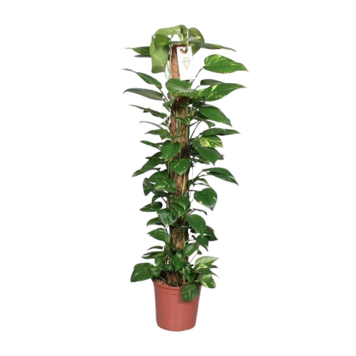 efeutute am moosstab umtopfen Epipremnum Pinnatum – Efeutute am Moosstab - 60-120 cm - Ø15cm