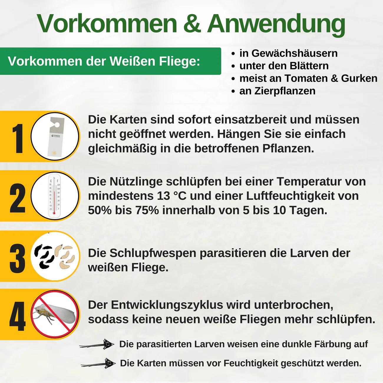 Eretmocerus - Schlupfwespen gegen Weiße - & Tabak Fliegen - Green Guardia - Ihr Experte für Schädlinge und Pflanzen