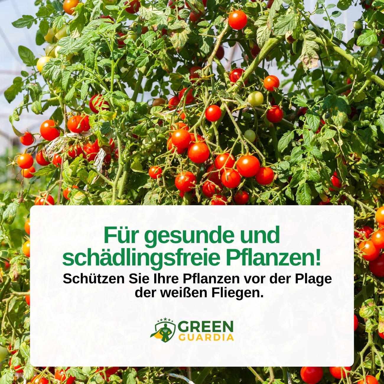 Eretmocerus - Schlupfwespen gegen Weiße - & Tabak Fliegen - Green Guardia - Ihr Experte für Schädlinge und Pflanzen