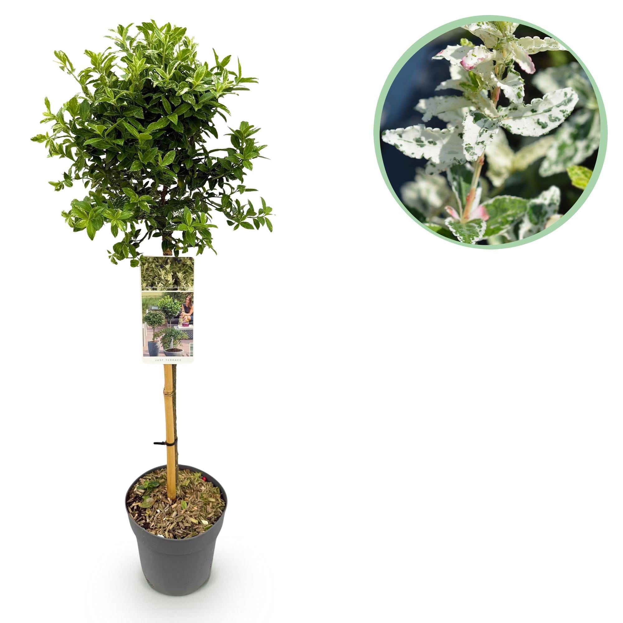 Euonymus fortunei ‚Harlequin‘ – Terrassenpflanze – immergrün & winterhart – grün - weiße Blätter – 19 cm Topf, ca. 90 cm hoch - Green Guardia - Ihr Experte für Schädlinge und Pflanzen