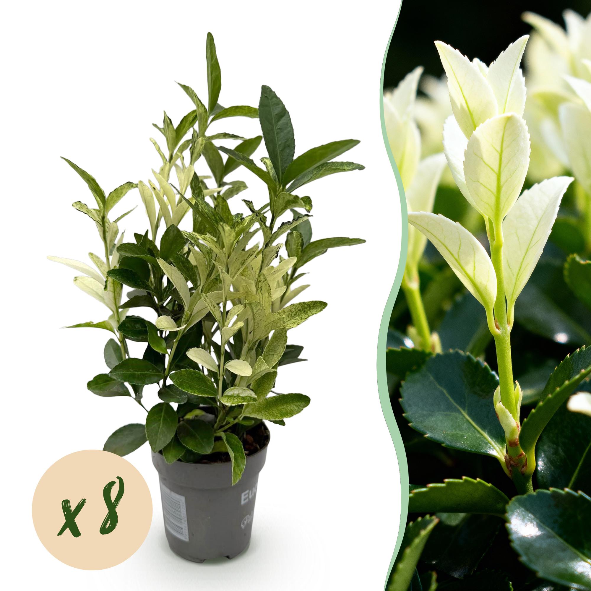 Euonymus japonica ‘Paloma Blanca’ – grün - weißes Blatt – 8 Pflanzen – ca. 1 laufender Meter – immergrün – 9 cm Topf, 30–35 cm hoch - Green Guardia - Ihr Experte für Schädlinge und Pflanzen