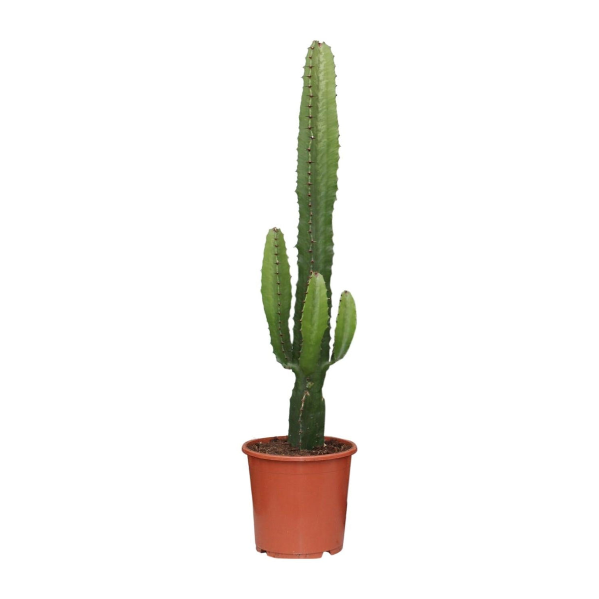 Euphorbia Acrurensis – Wüstenkerze