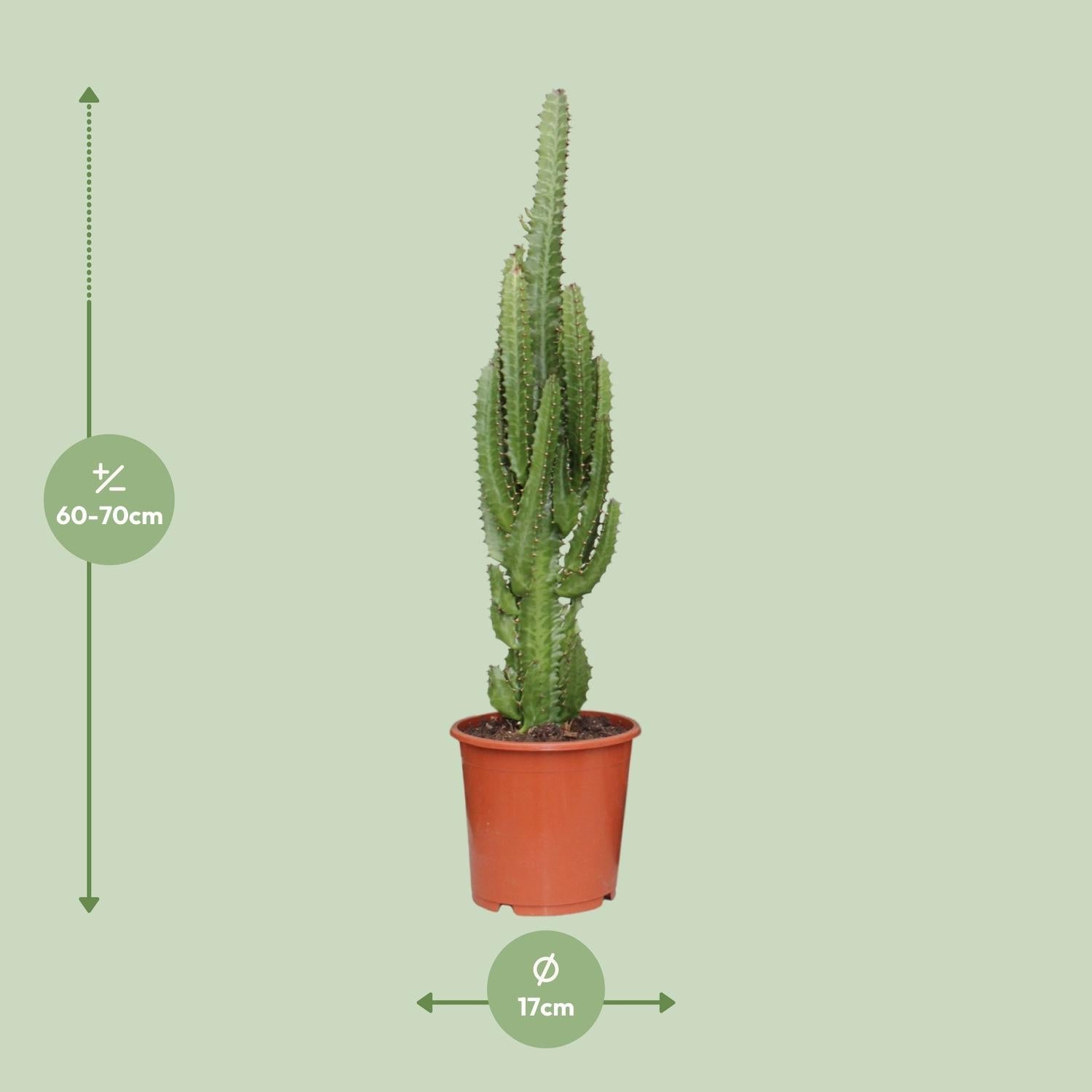 Euphorbia Trigona – Afrikanischer Milchbaum - 40 - 70 cm - Green Guardia - Ihr Experte für Schädlinge und Pflanzen
