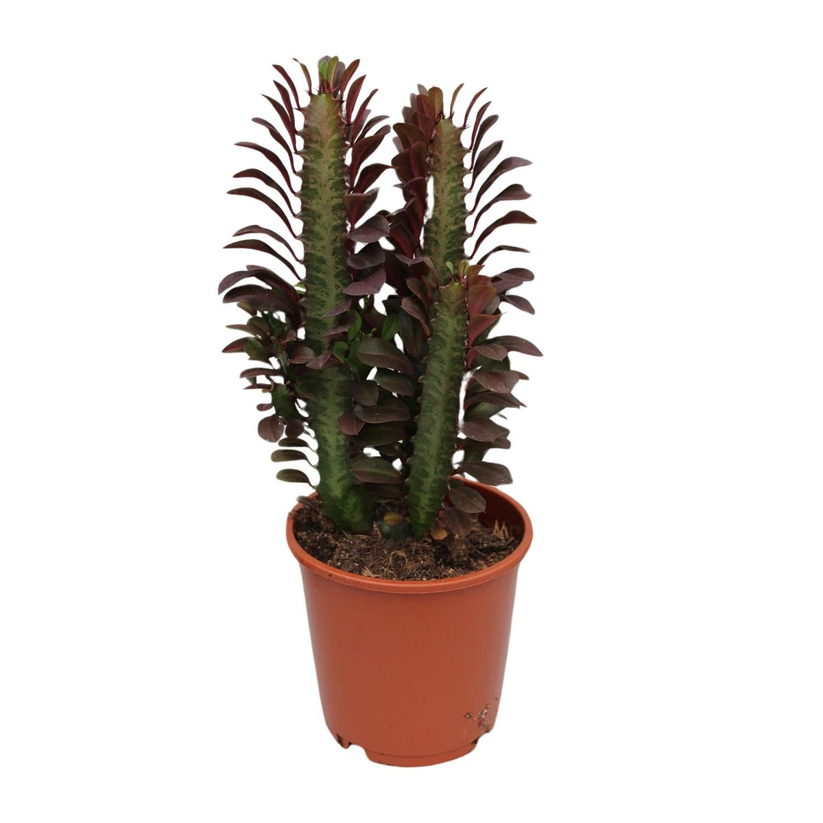 Euphorbia Trigona Rubra – Roter Afrikanischer Milchbaum