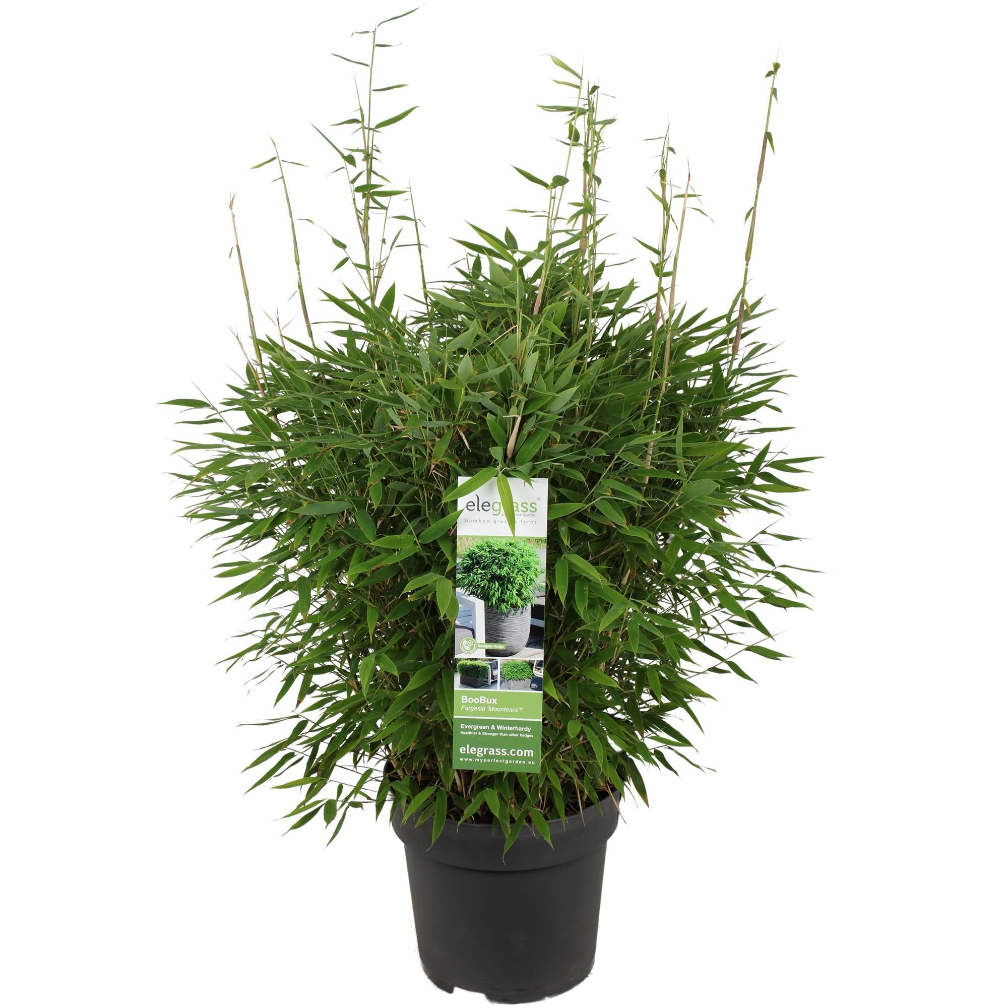 Fargesia ‘Moontears’® Boobux – kompakter Gartenbambus, 29 cm Topf, 70 cm Höhe - Green Guardia - Ihr Experte für Schädlinge und Pflanzen