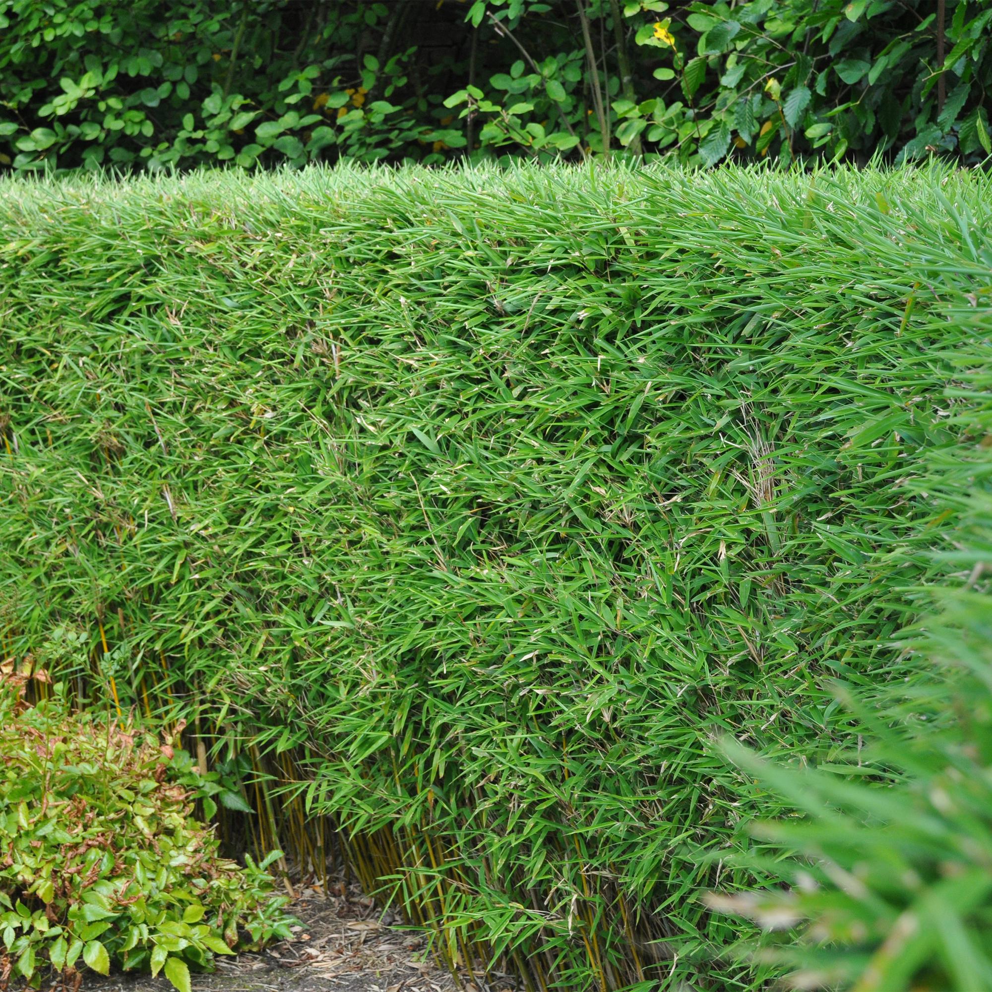 Fargesia rufa – Bambus, grün, immergrün, im 14 cm Topf, 35 cm hoch - Green Guardia - Ihr Experte für Schädlinge und Pflanzen