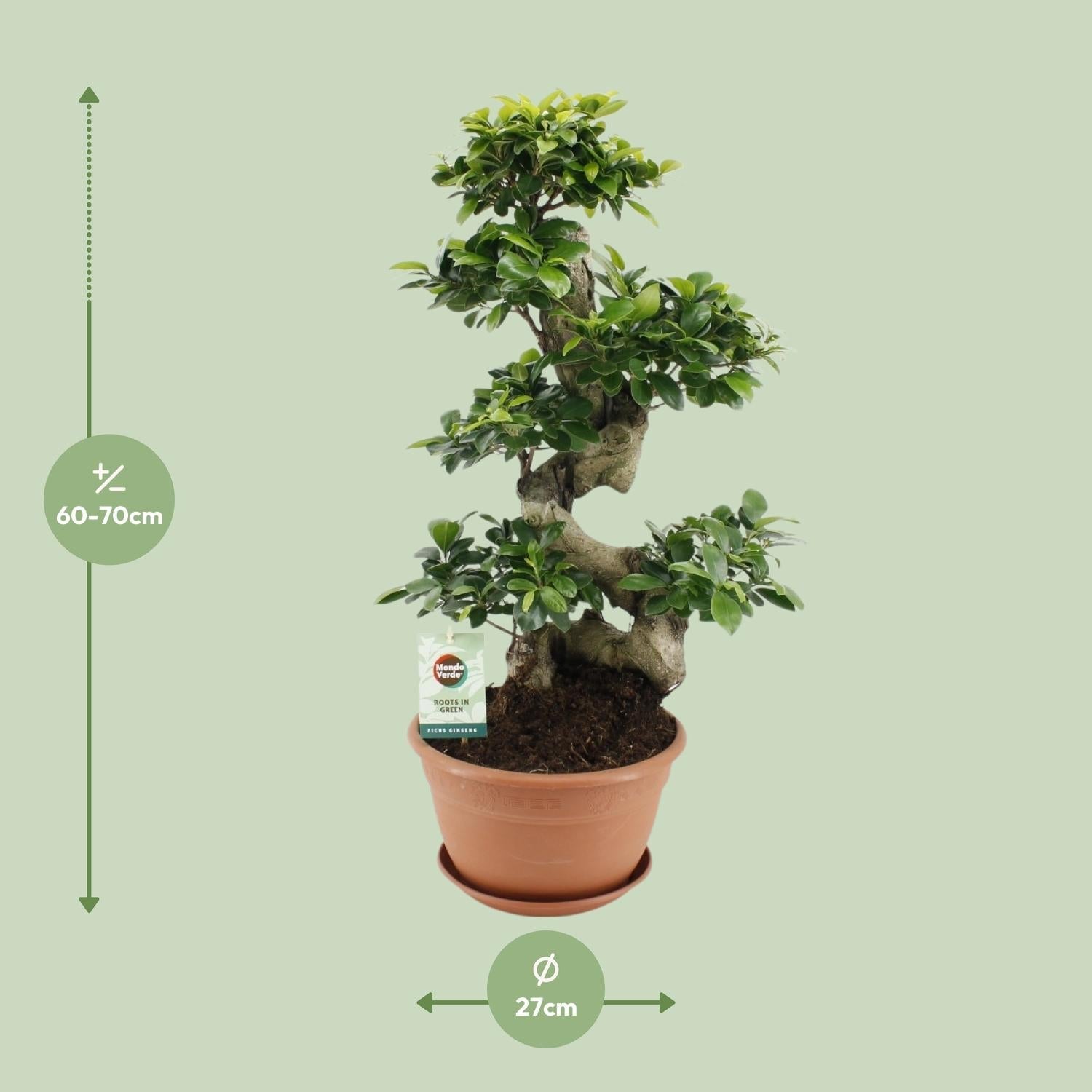 Ficus Ginseng – Bonsai Feige, 40–70 cm
