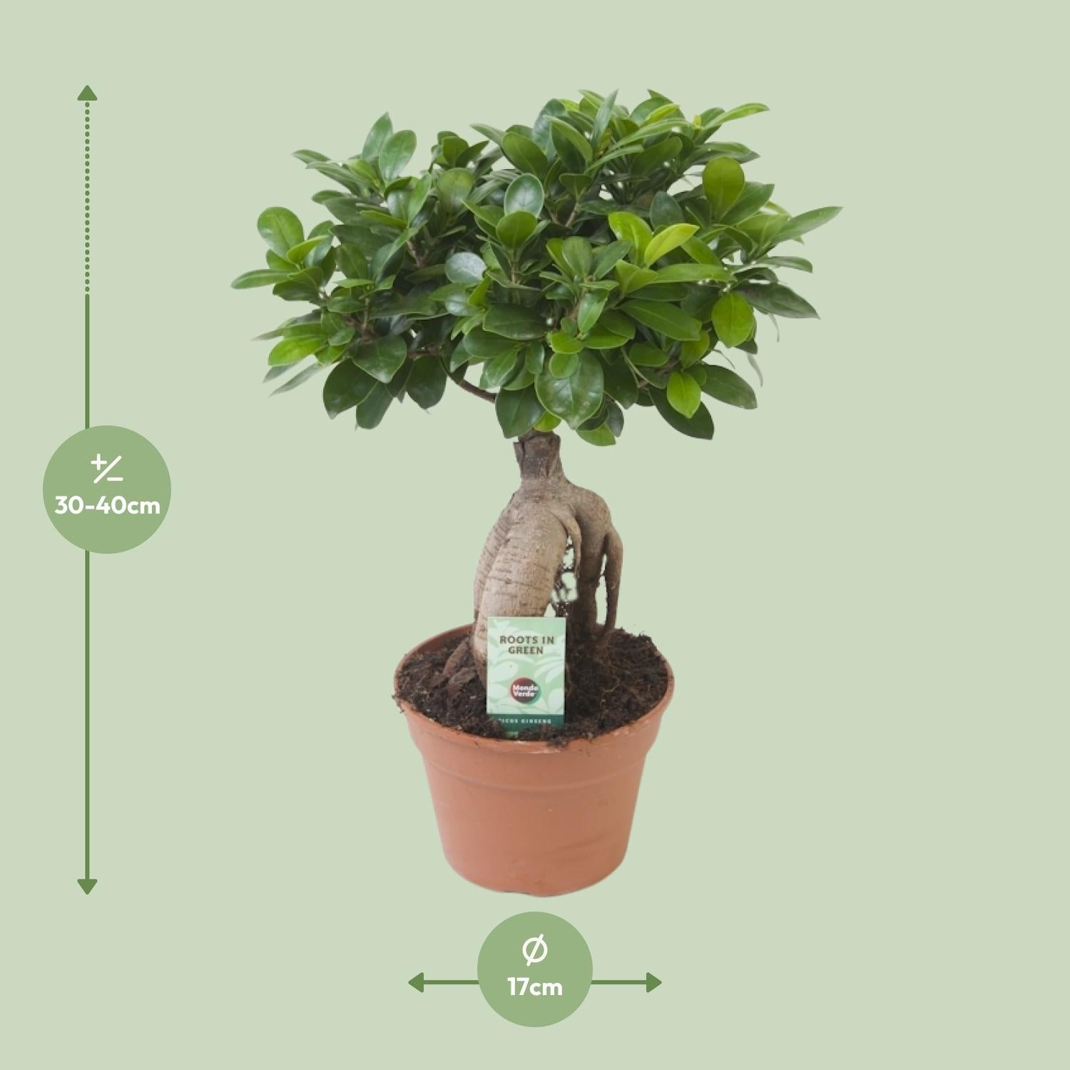 Ficus Ginseng – Bonsai - Feige, 40–70 cm - Green Guardia - Ihr Experte für Schädlinge und Pflanzen