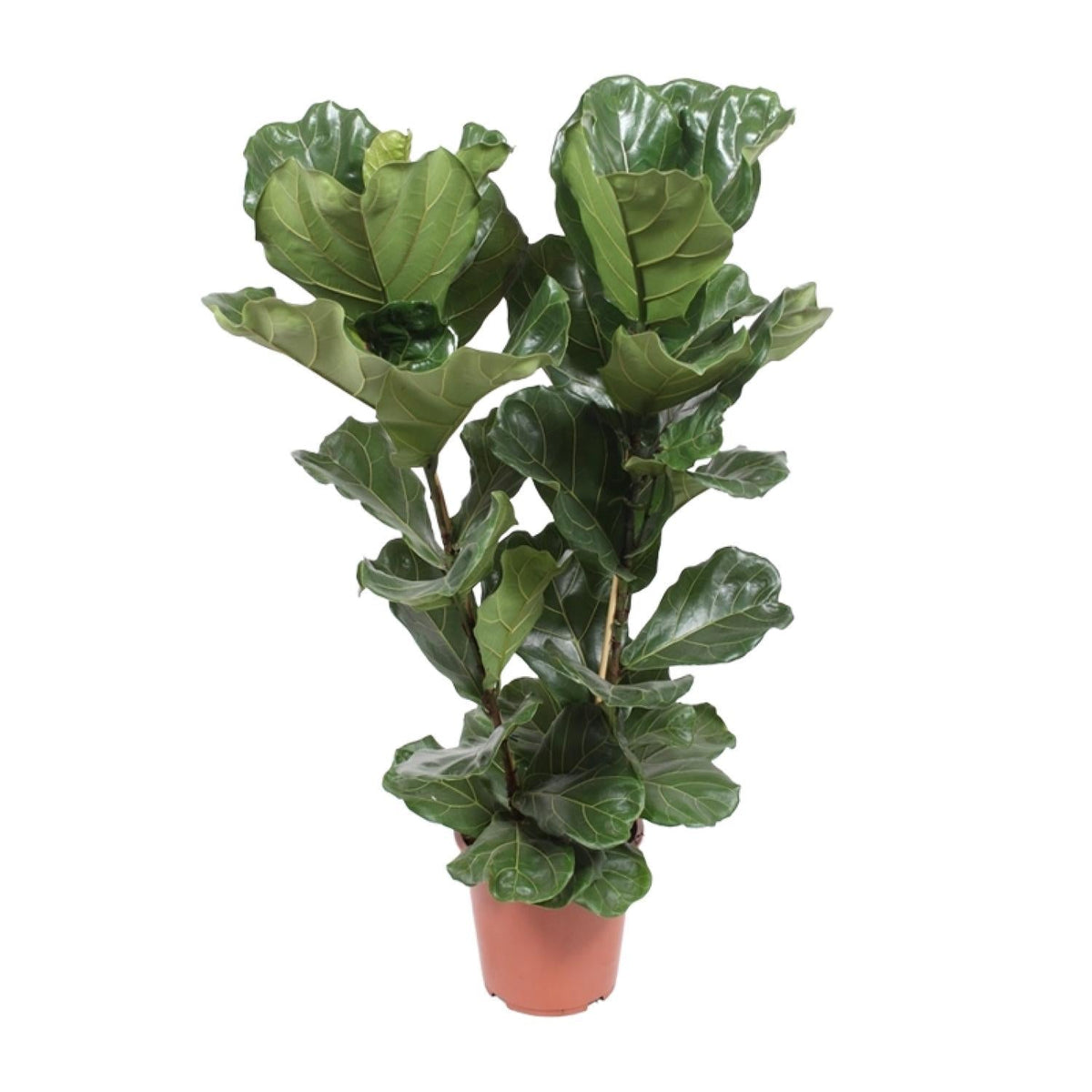geigenfeige luftreiniger Ficus Lyrata – Geigenfeige - 30-130 cm - Ø12cm