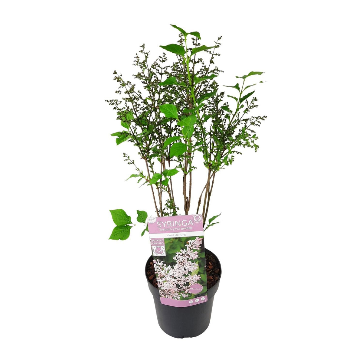 Flieder 'Violet Uprising' – buschiger Zierstrauch, 19 cm Topf, 35 cm h
