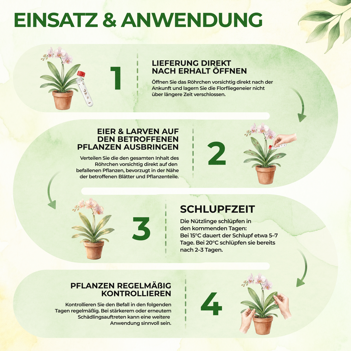 Florfliegeneier gegen Blattläuse, Thripse, Spinnmilben und Co.