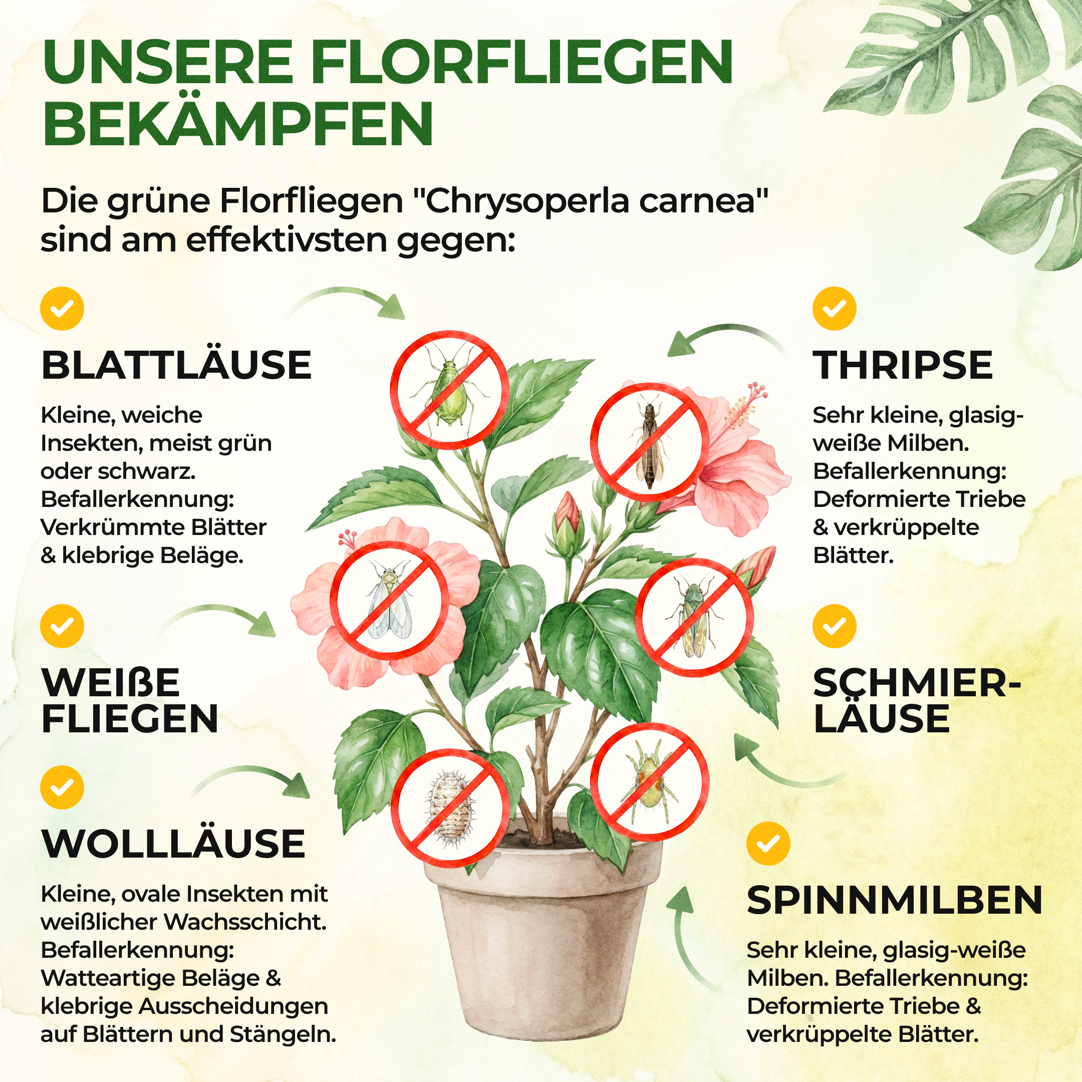 Grüne Florfliegenlarven gegen Blattläuse, Thripse, Spinnmilben und Co.