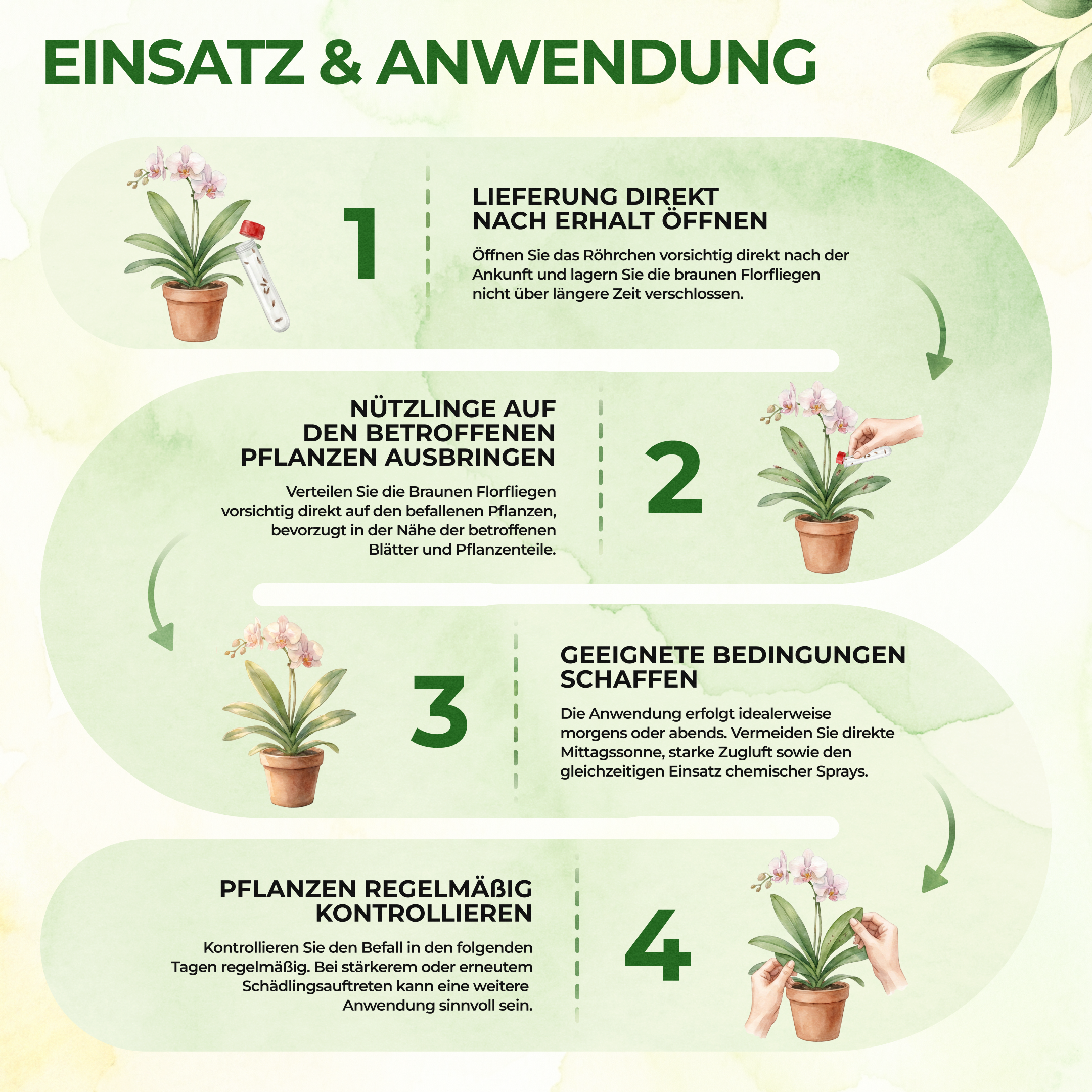 Grüne Florfliegenlarven gegen Blattläuse, Thripse, Spinnmilben und Co.